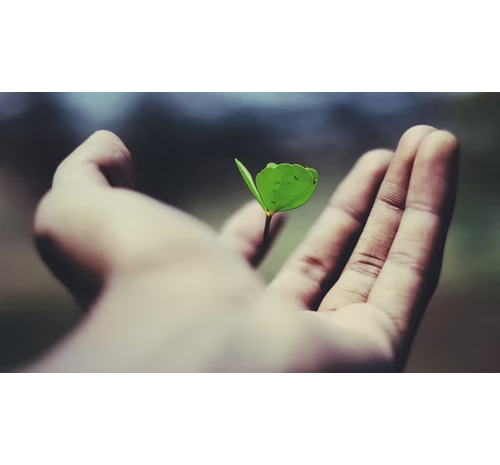 Growth vs. Fixed Mindset