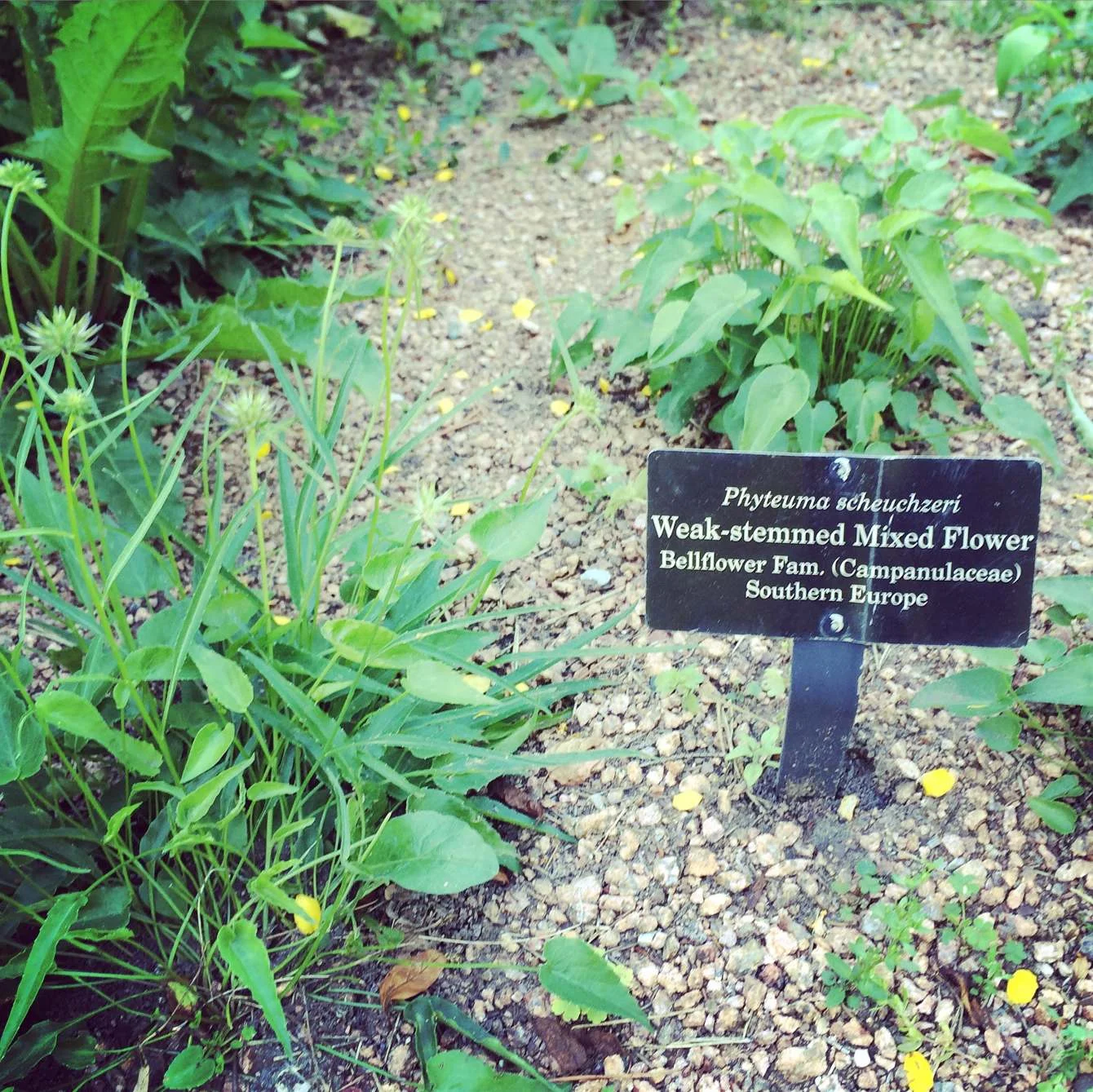  What an insulting name. This plant must have no self-esteem. 