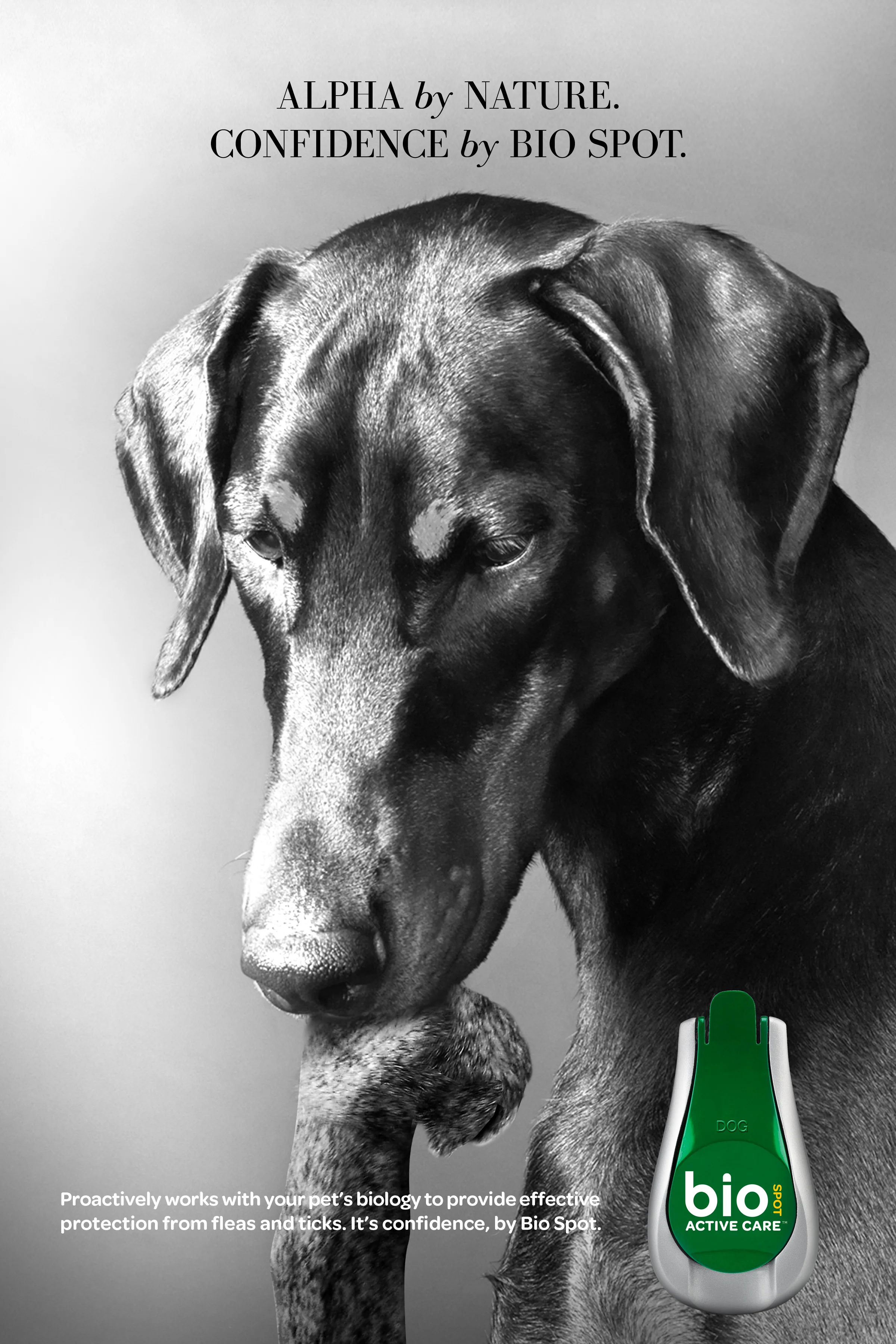 Dog_Fashion5.jpg
