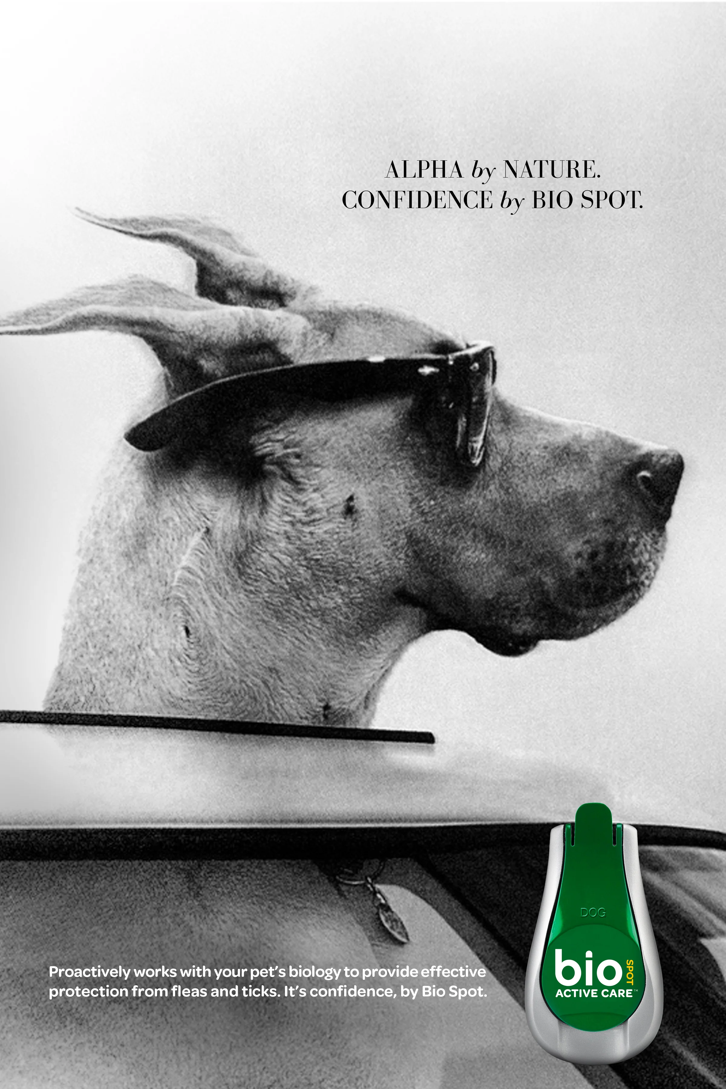 Dog_Fashion6.jpg