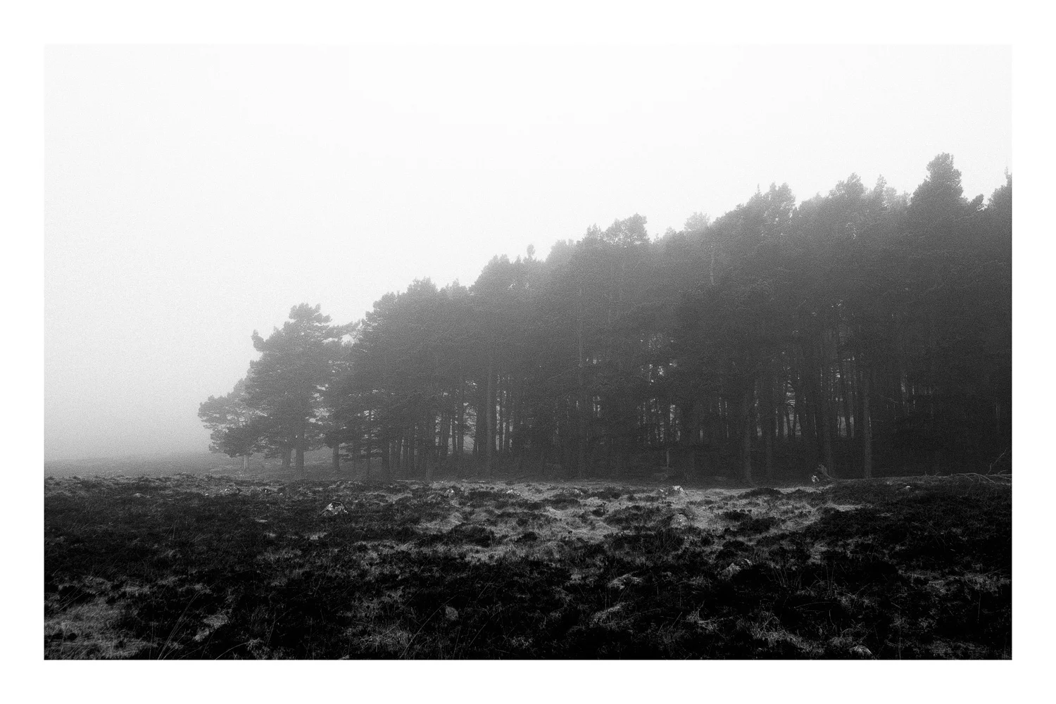The-Scotish-Grove.jpg