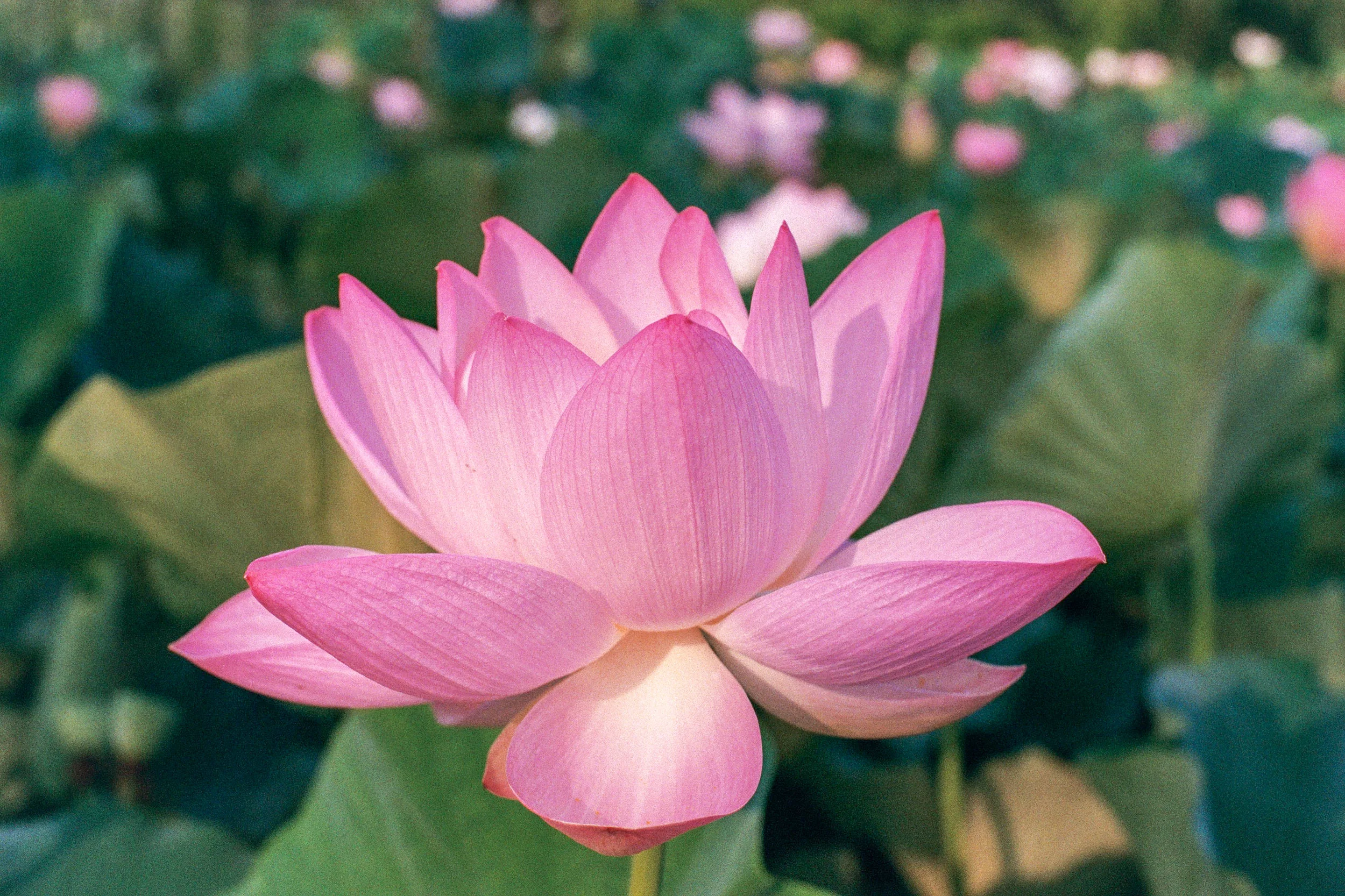 Lotus
