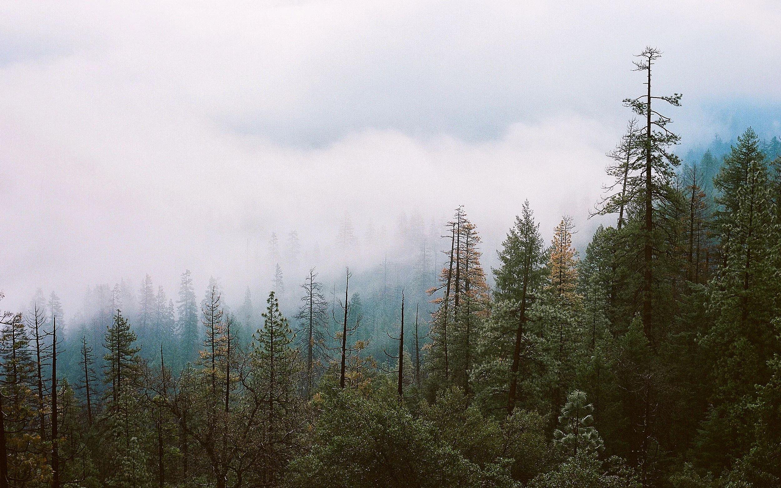 American Pine Trees