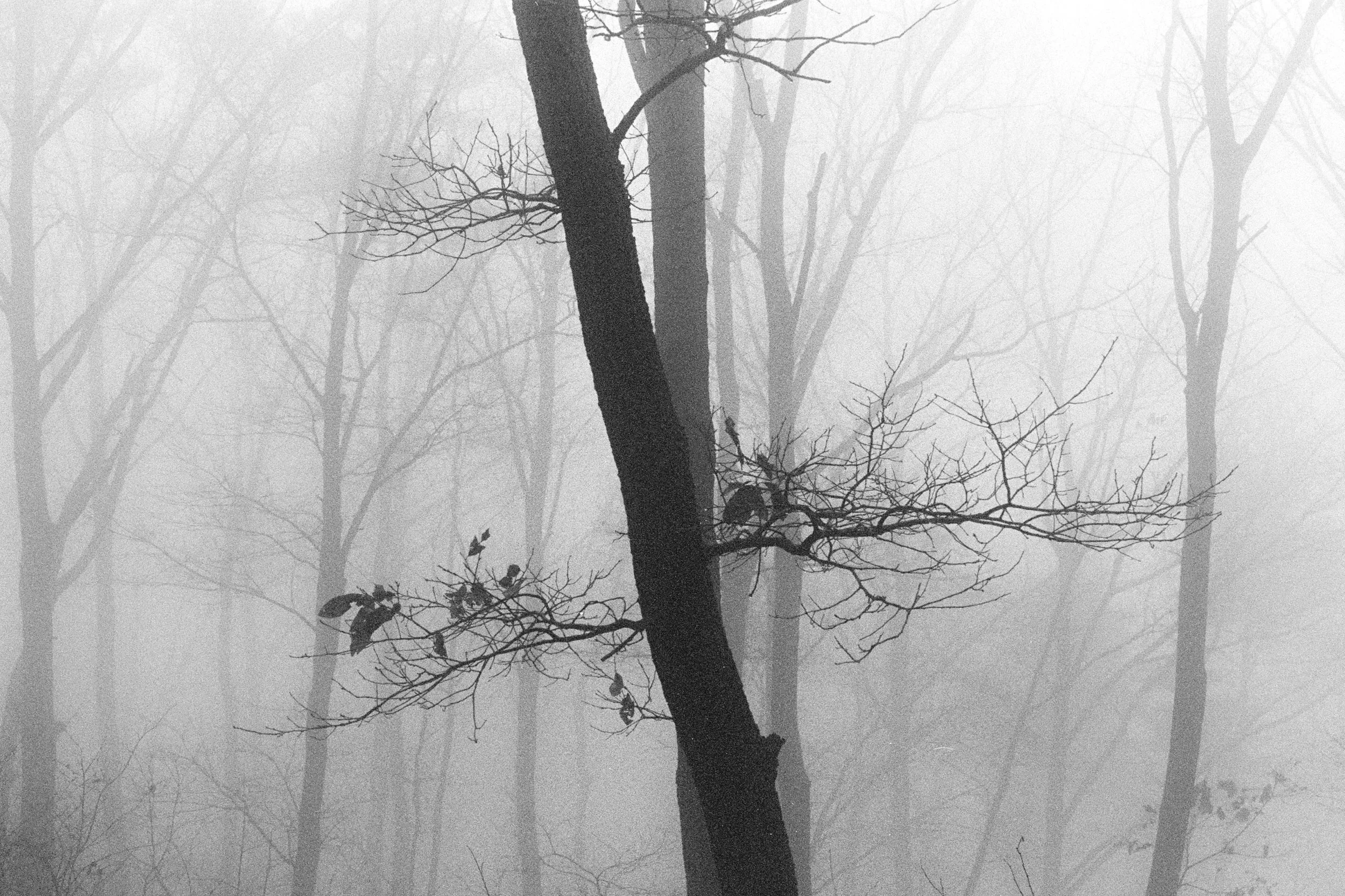 Ghosts
