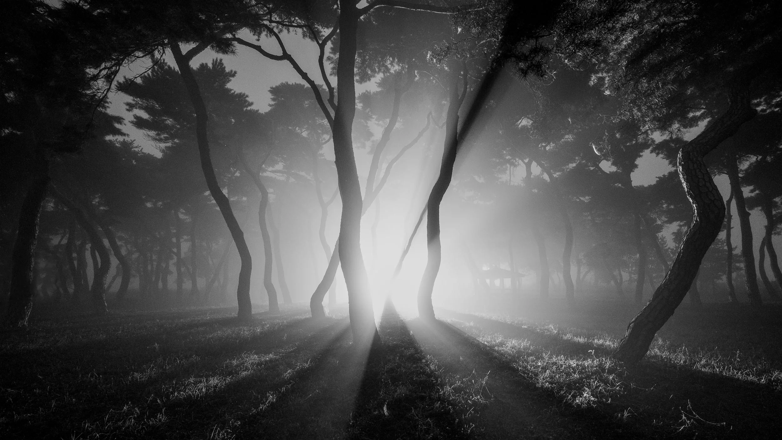 Follow the Light