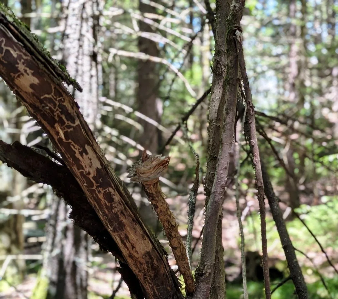 Forest Dapple