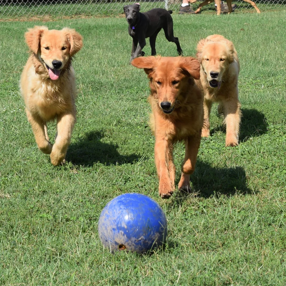 Boarding & Daycare — Bark & Fly Ranch