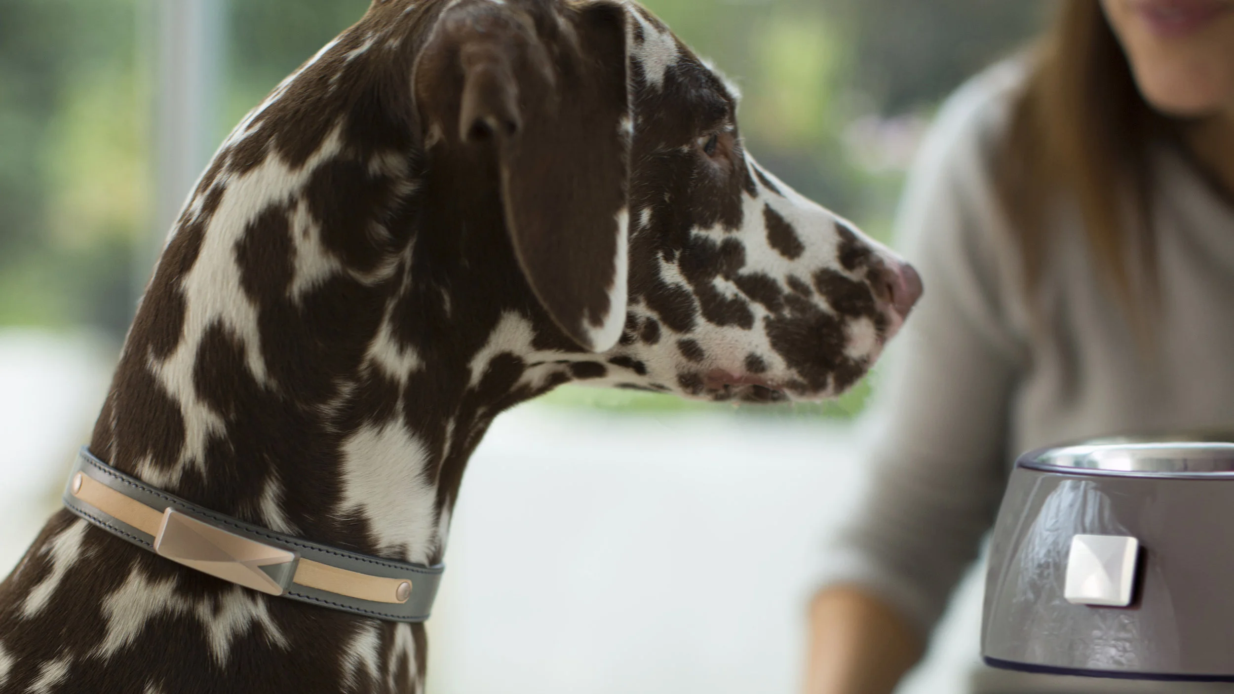 Felcana_ON DOG with beacon copy.jpg