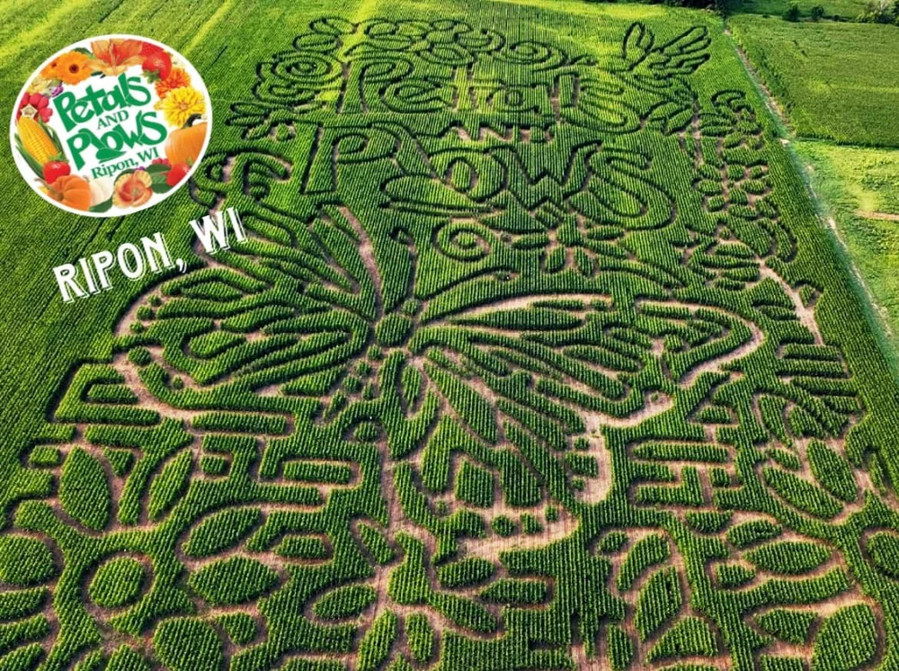Corn Maze — Petals & Plows Greenhouse