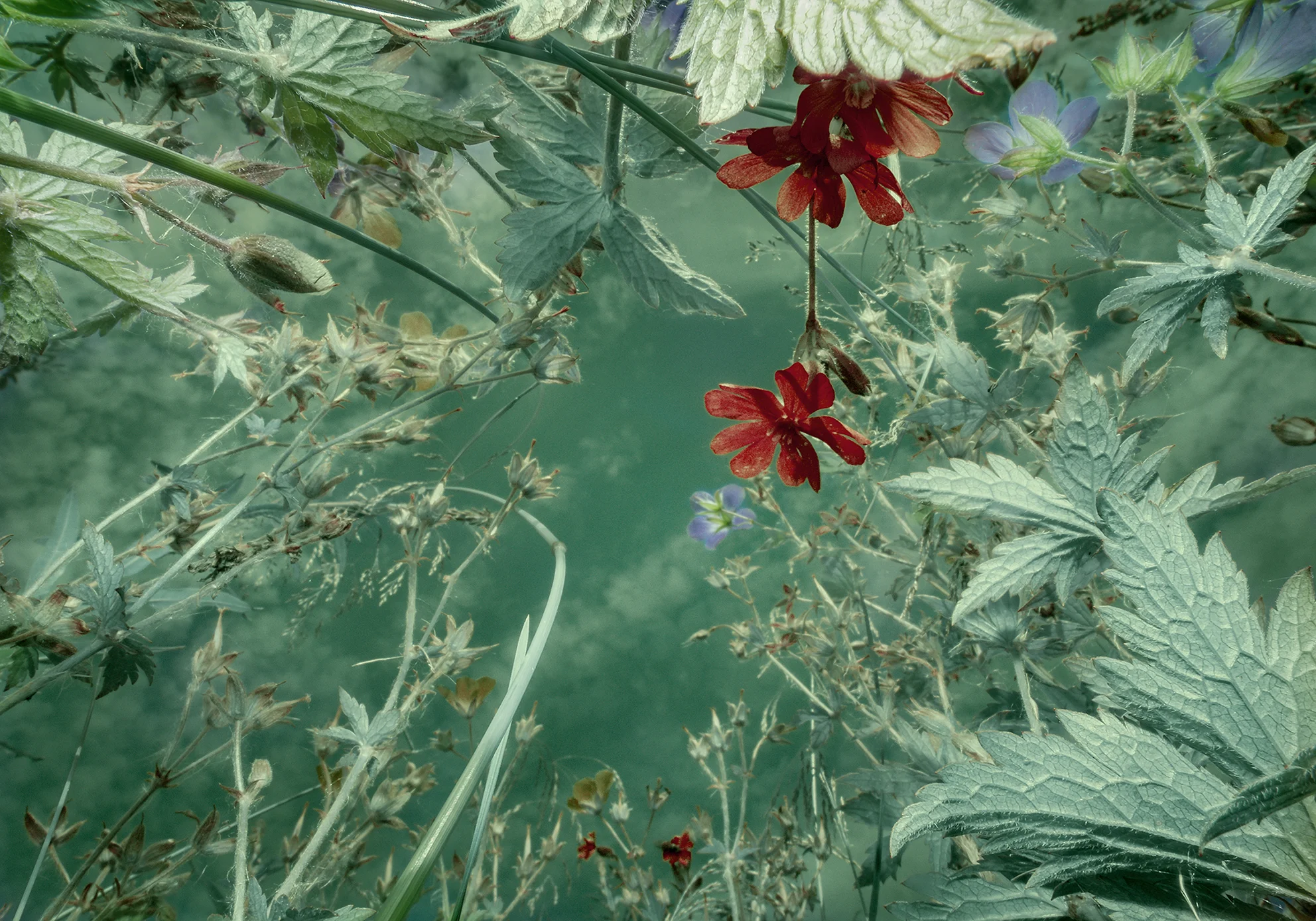 BOTANICAL PERCEPTIONS #13