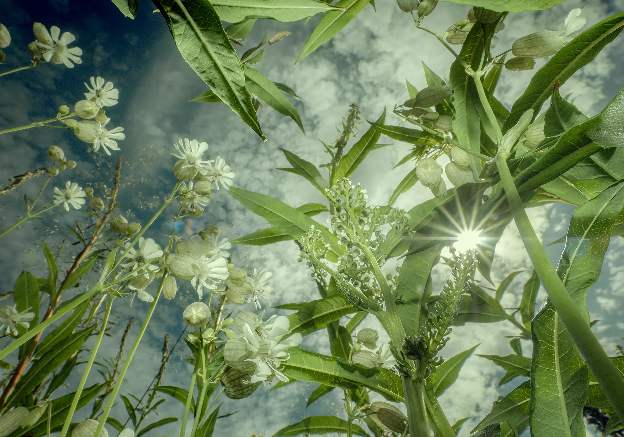 BOTANICAL PERCEPTIONS #11