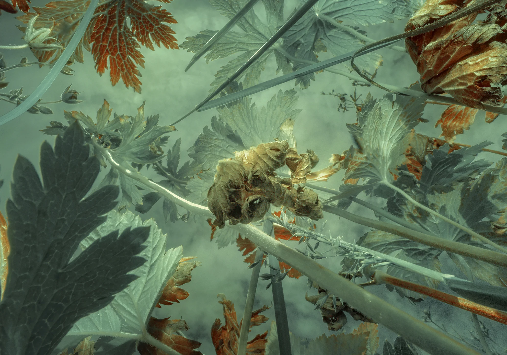 BOTANICAL PERCEPTIONS #2