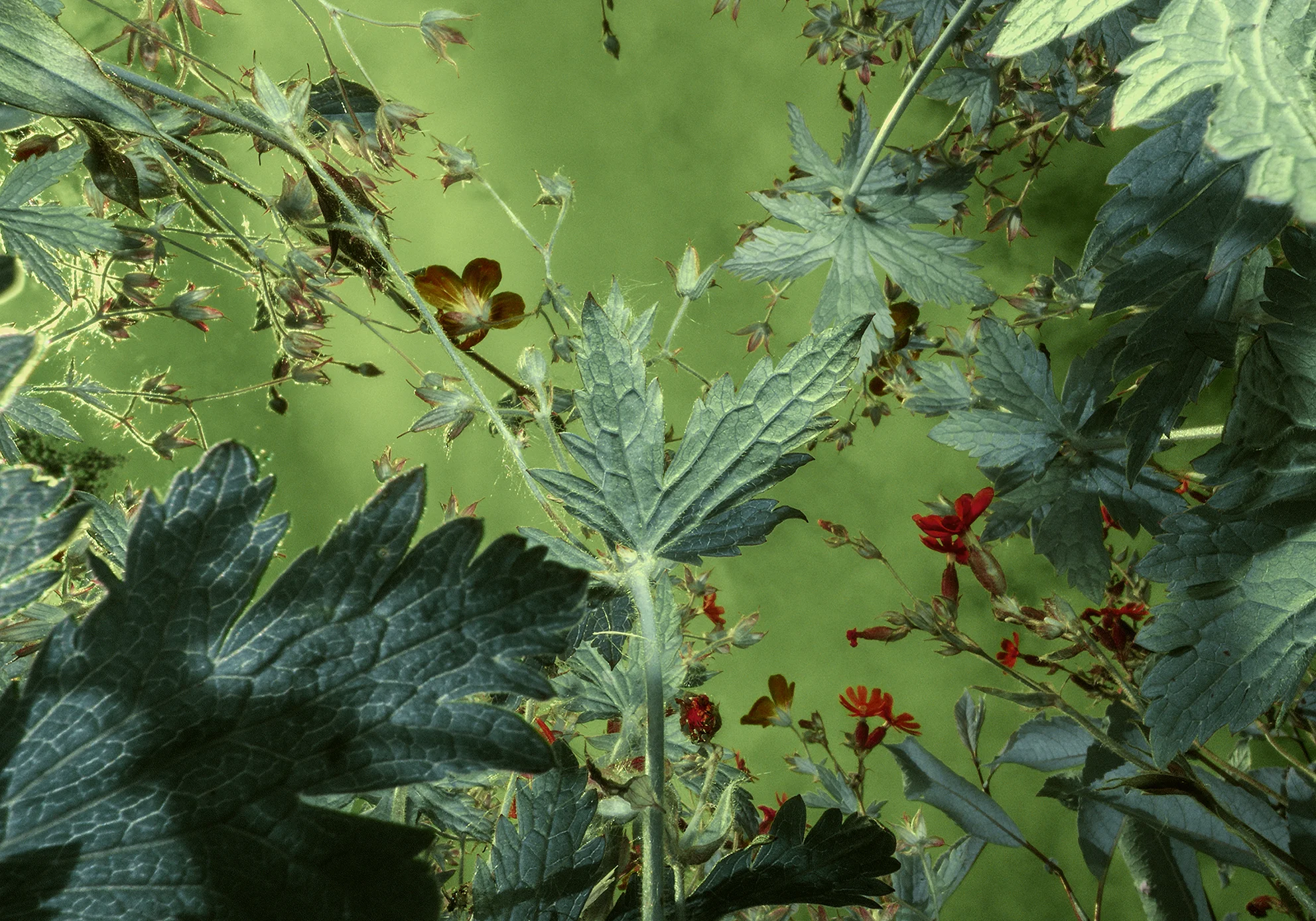 BOTANICAL PERCEPTIONS #4