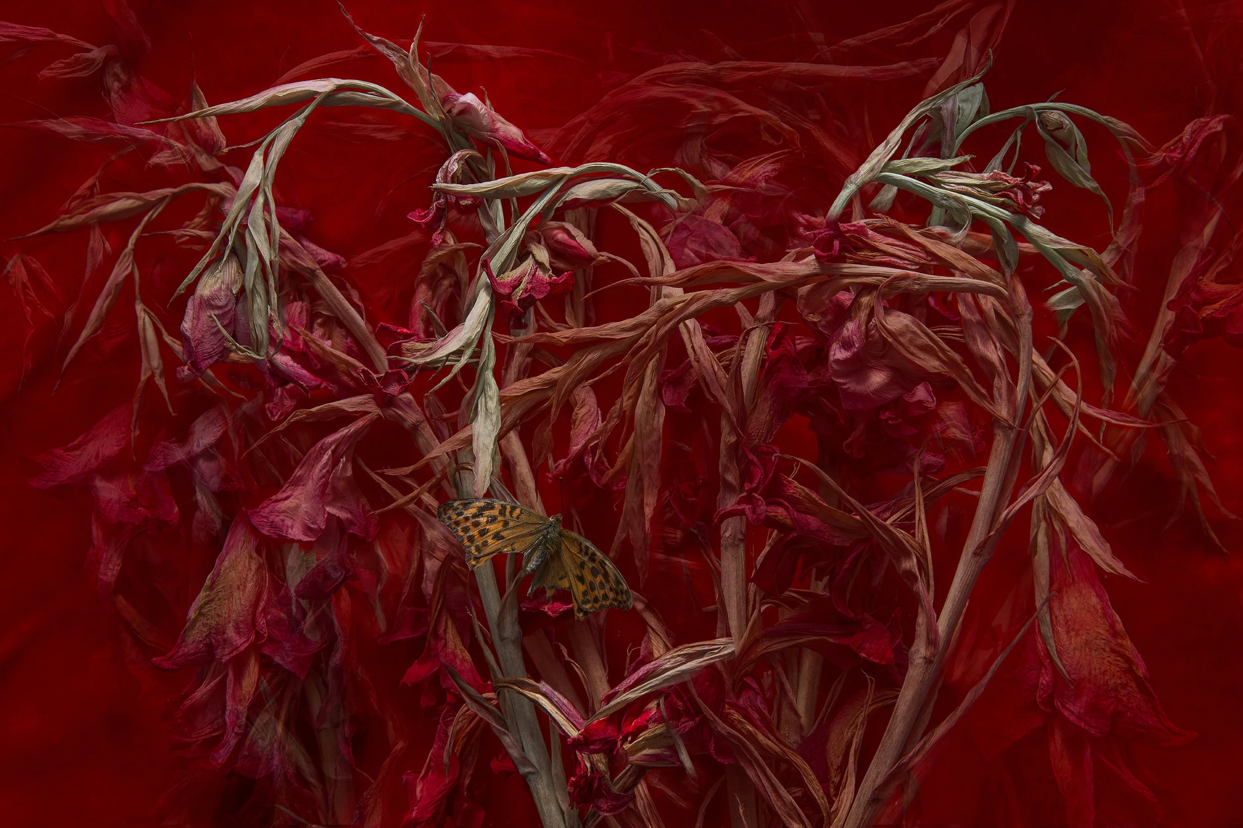 NYMPHALIDAE IN RED