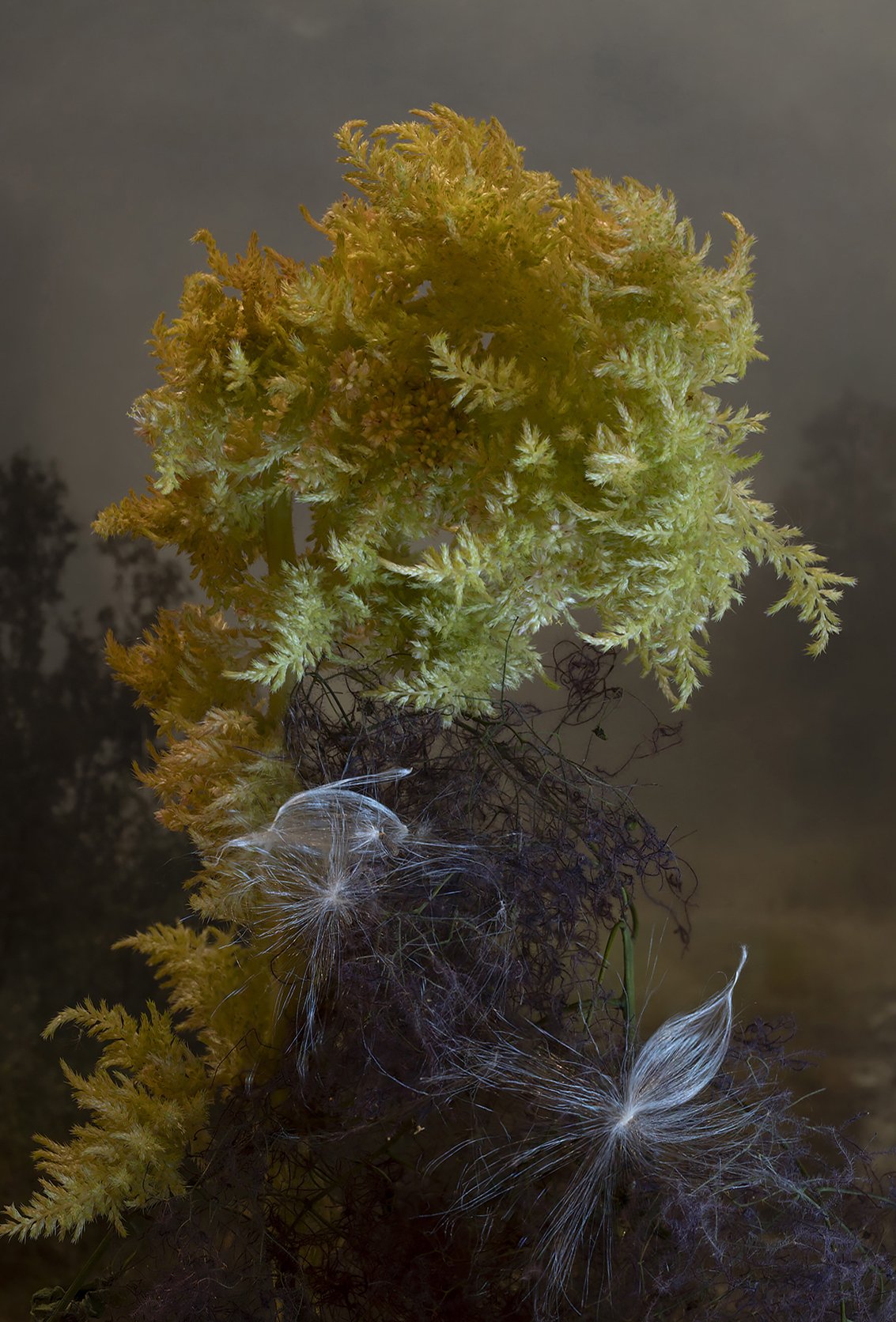 celosia cristata copy.jpg