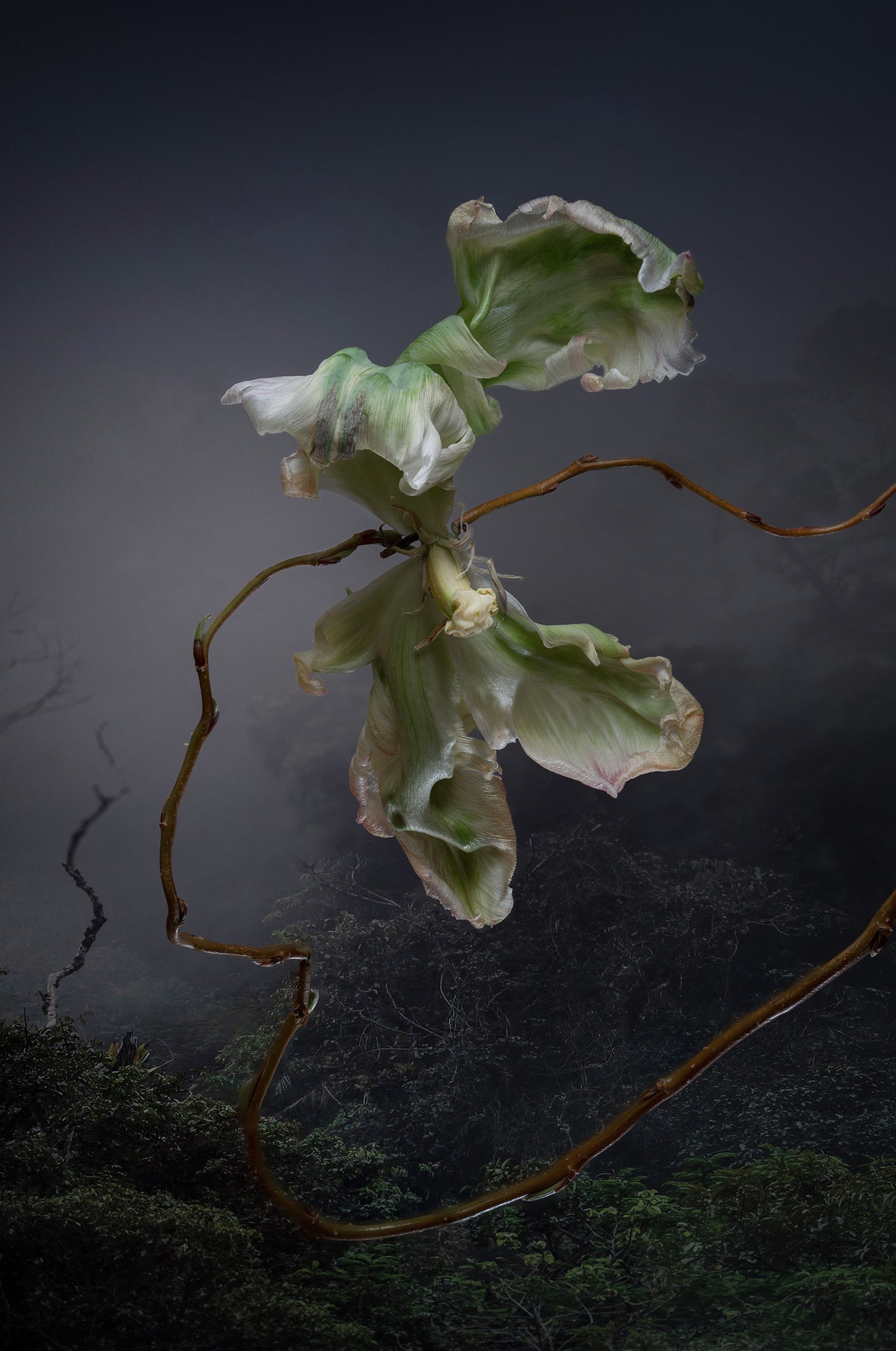 grønn papegøye@0.25x2.jpg