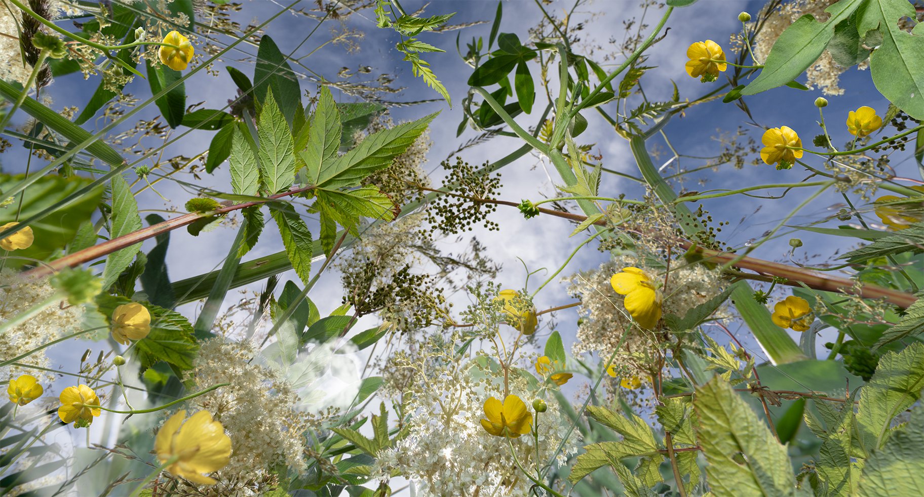 runni_smørblomst4@0.3x.jpg