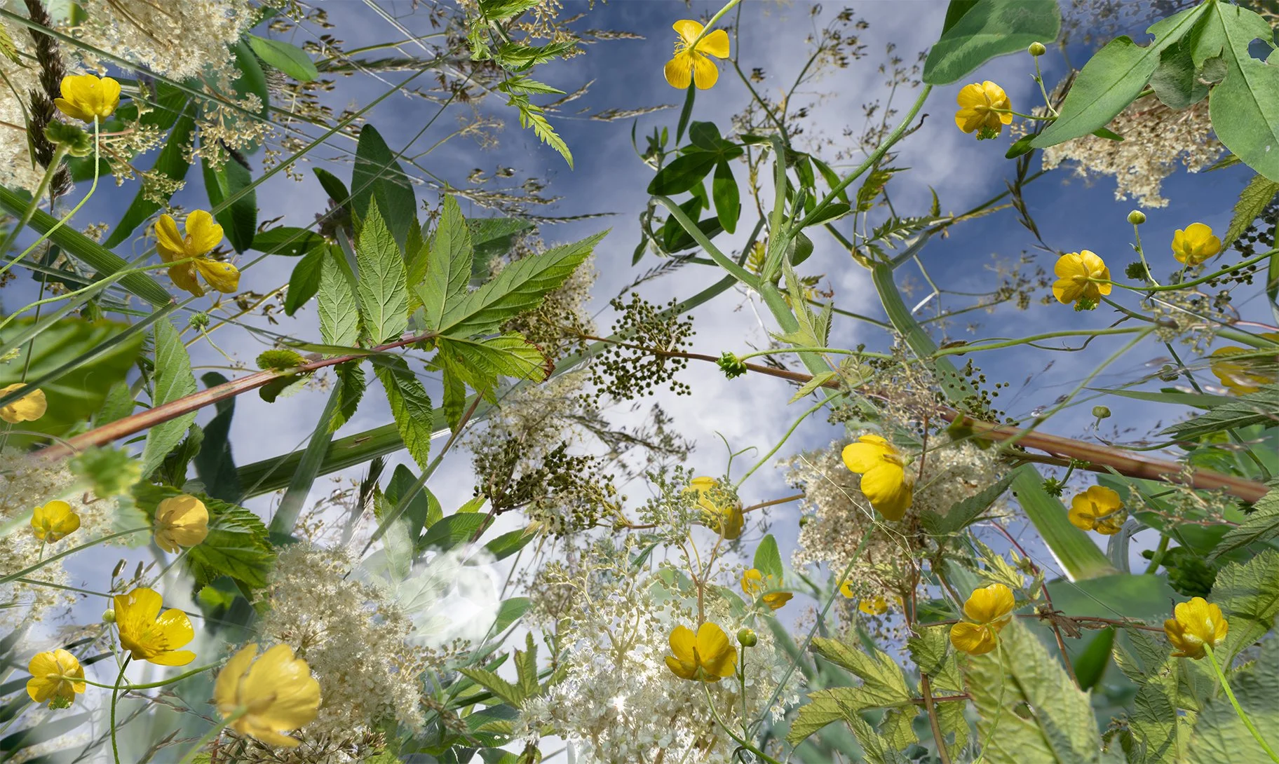 runni_smørblomst4_ny@0.3x.jpg