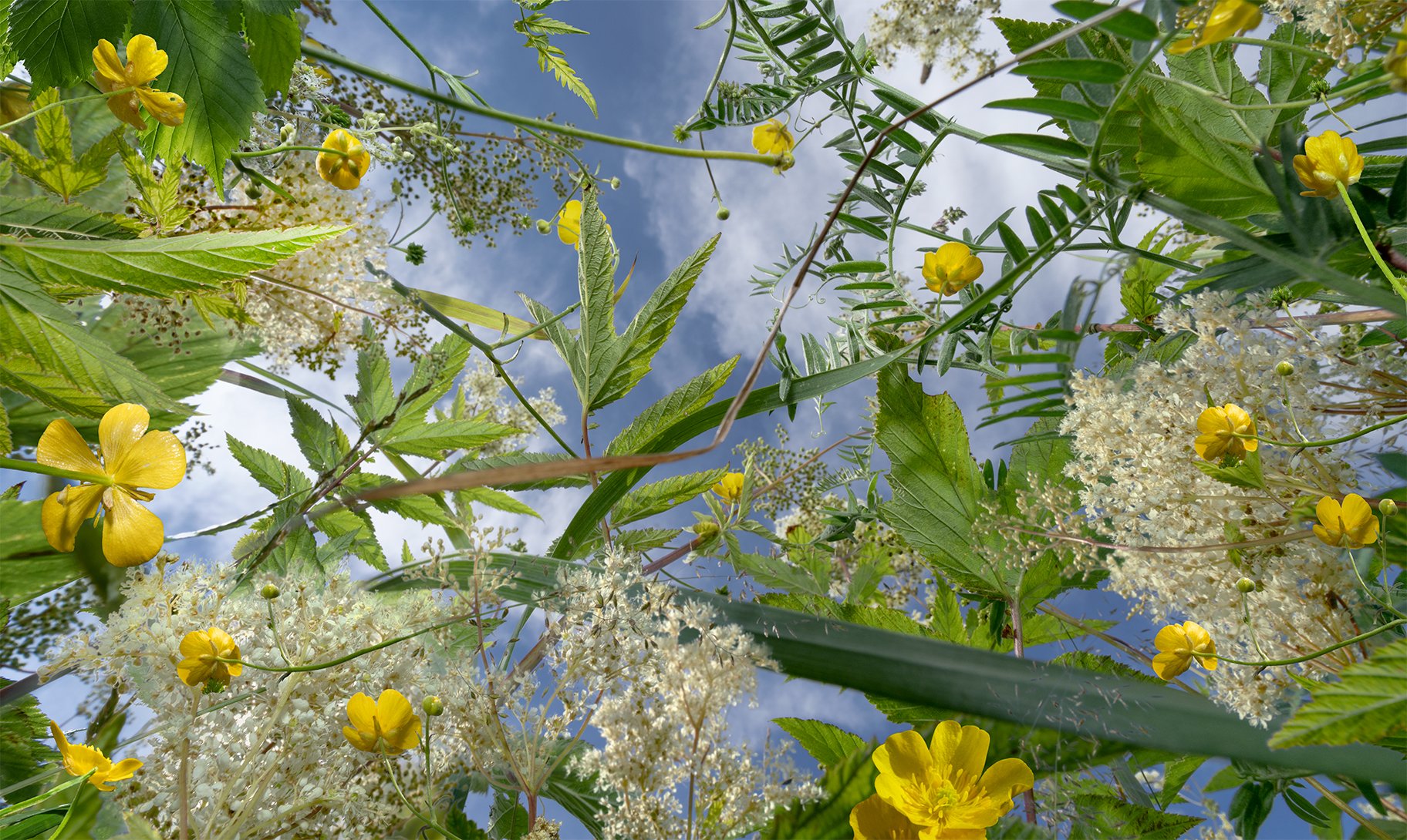 runni_smørblomstt3@0.3x.jpg