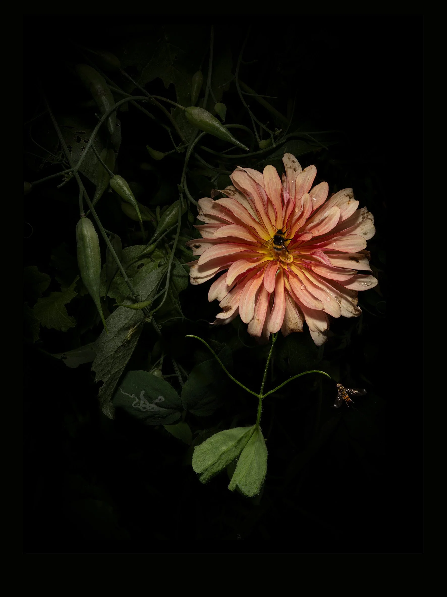 _DSC4559_fersken_dahlia@0.25x.jpg