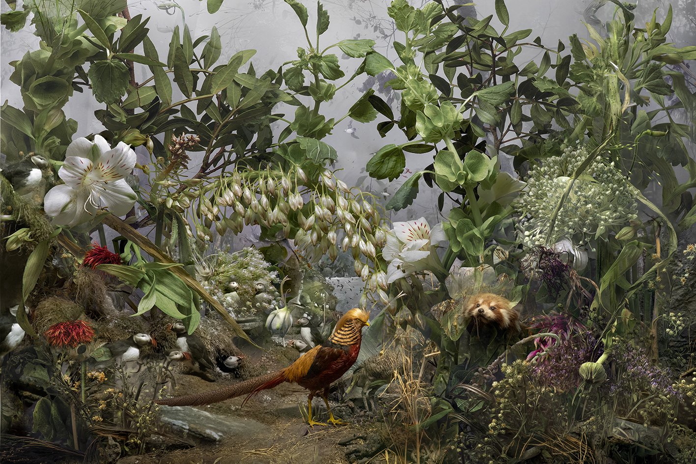 golden_pheasant.jpg