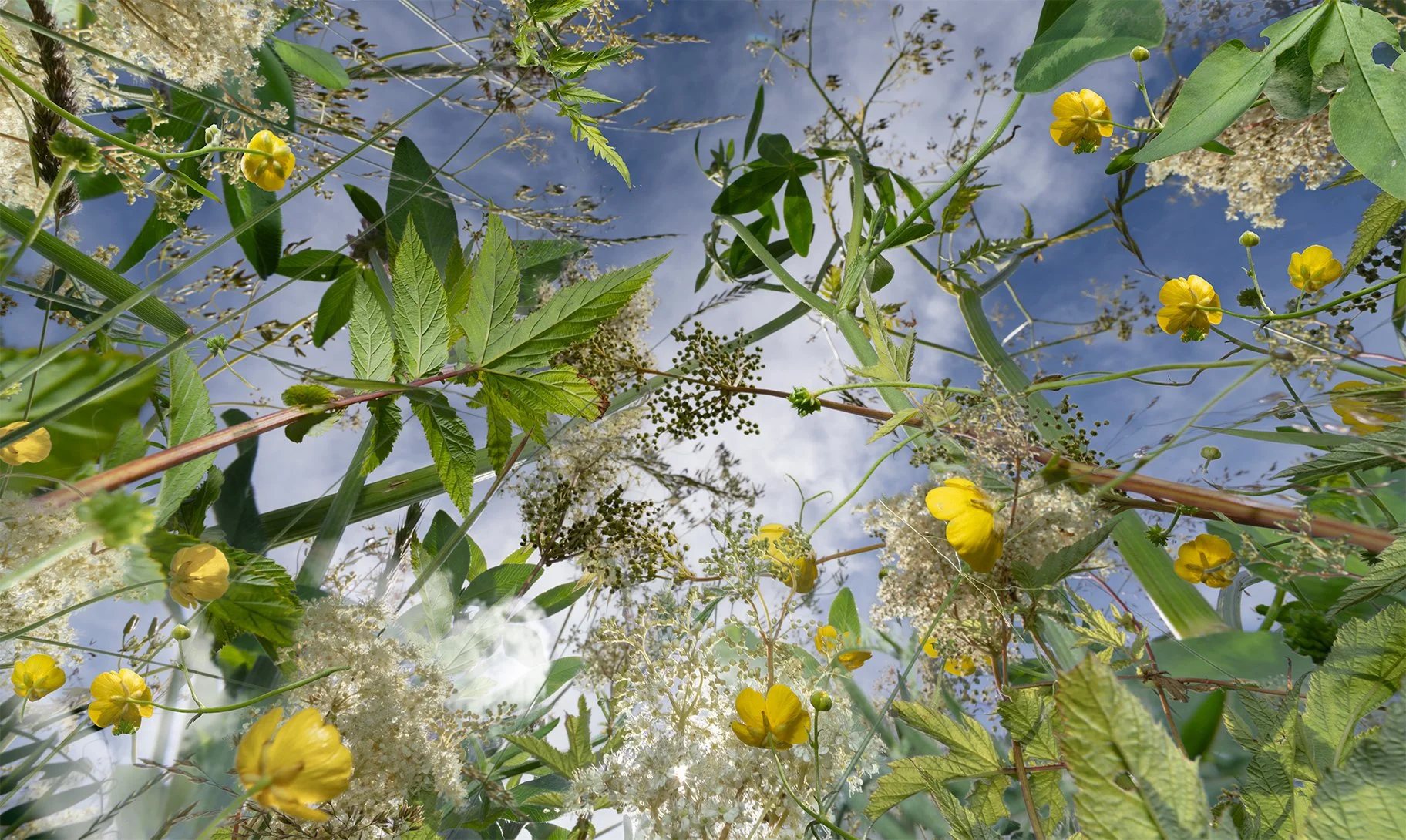 runni_smørblomst4@0.3x.jpg