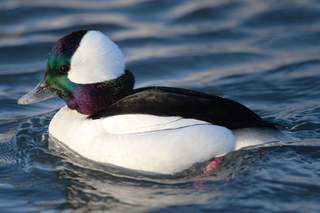 duck.png