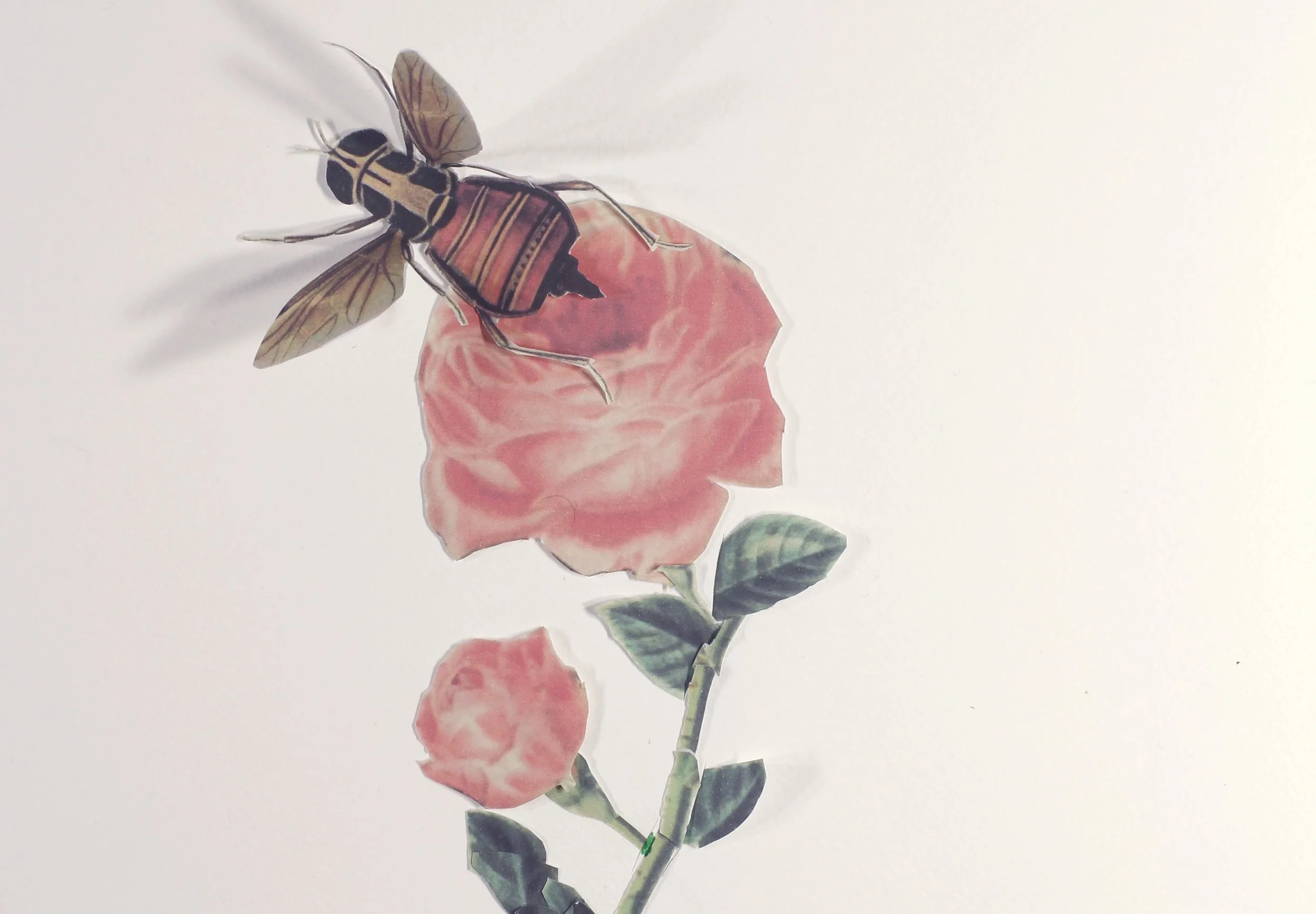 03_Camille_Goujon_Fleurs_animées_fleur_001_02_X1_0170.jpg