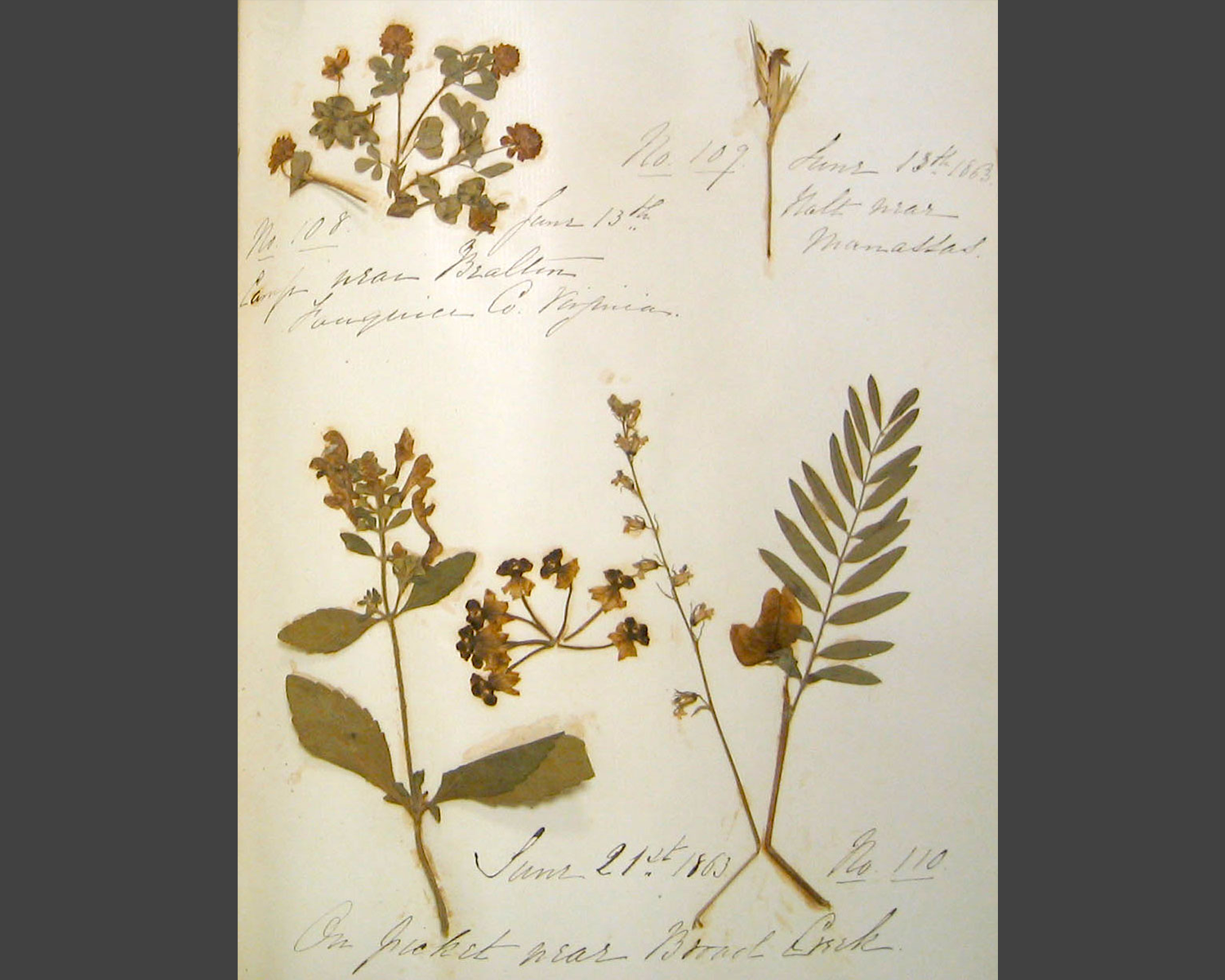 Photo of dried wildflowers. Photo by WFQ Jr.