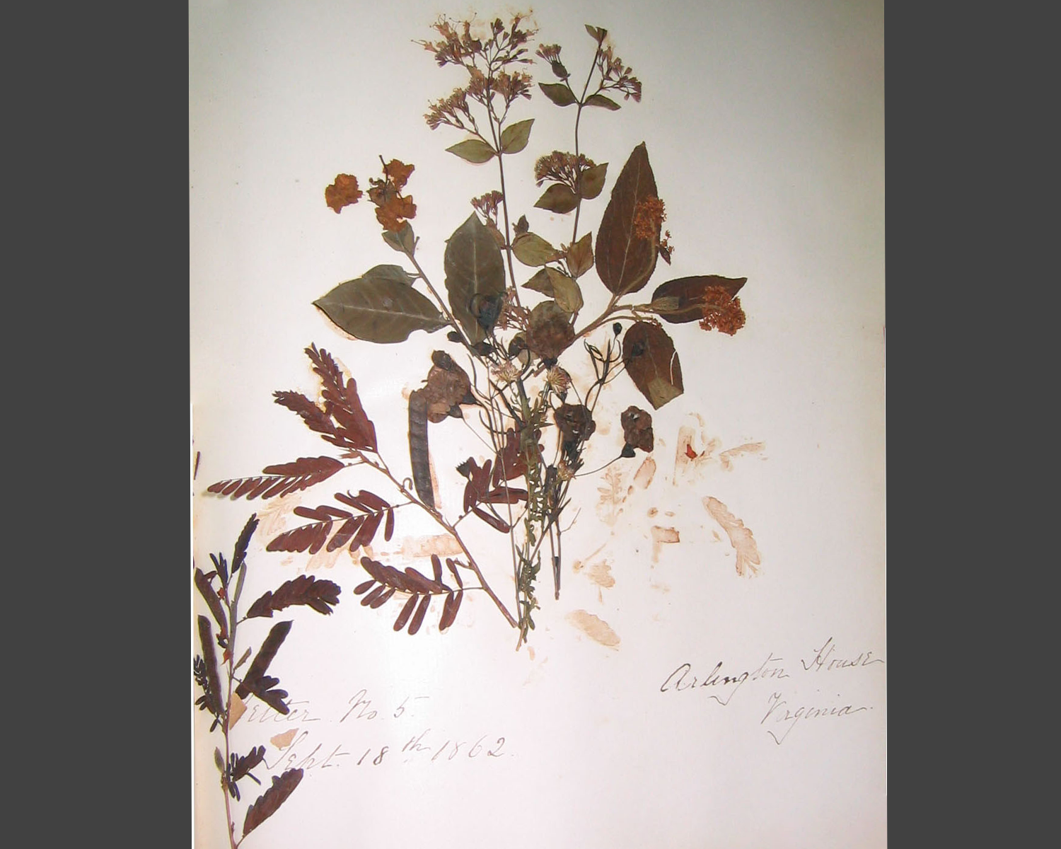 Photo of dried wildflowers. Photo by WFQ Jr.