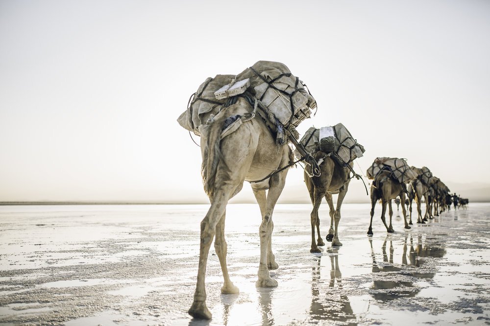 Camellos.jpg