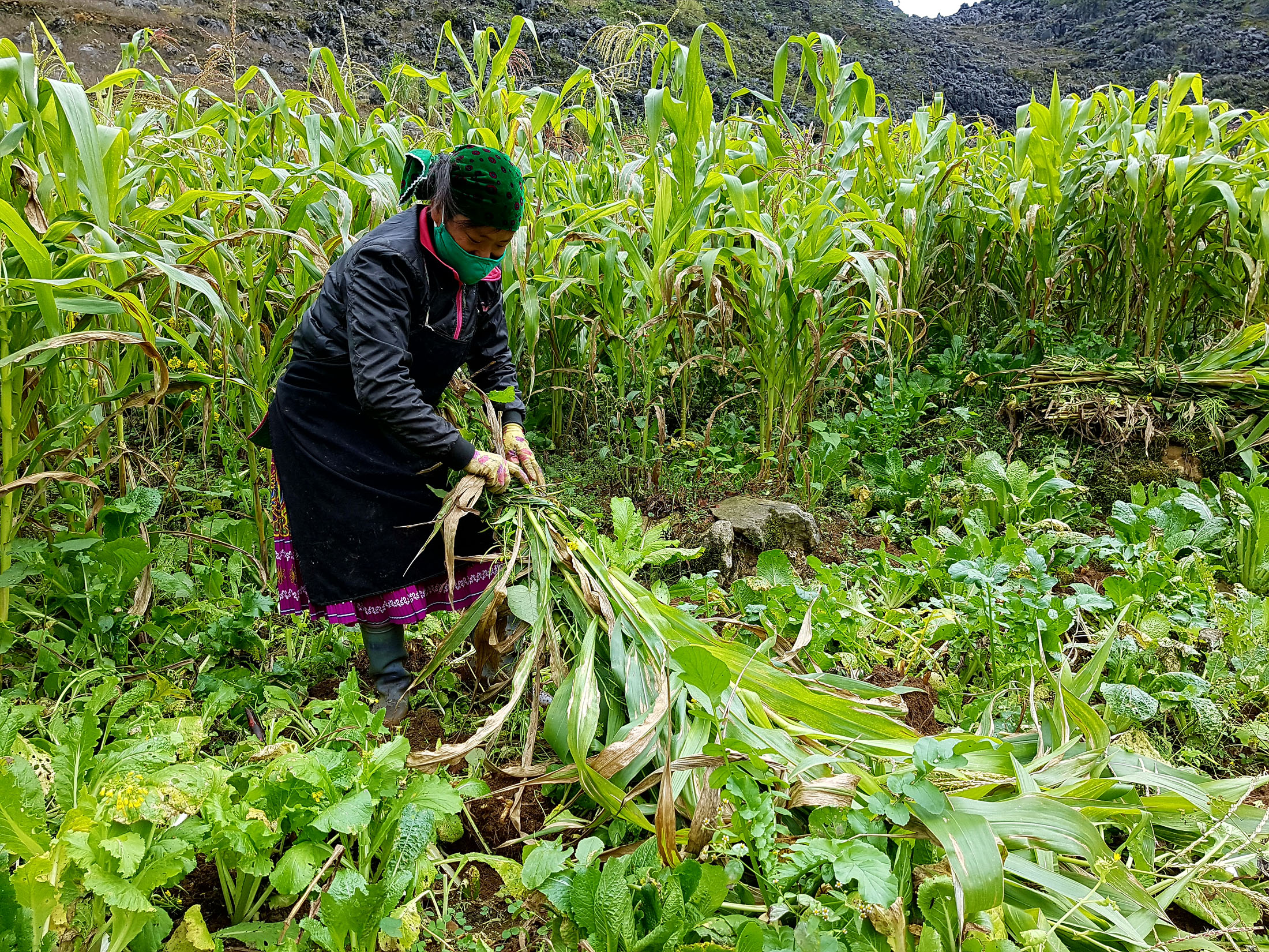 As mulheres são a força do Vietnam. Por onde passamos elas estão a plantar, colher e transportar pesadas cargas nas costas