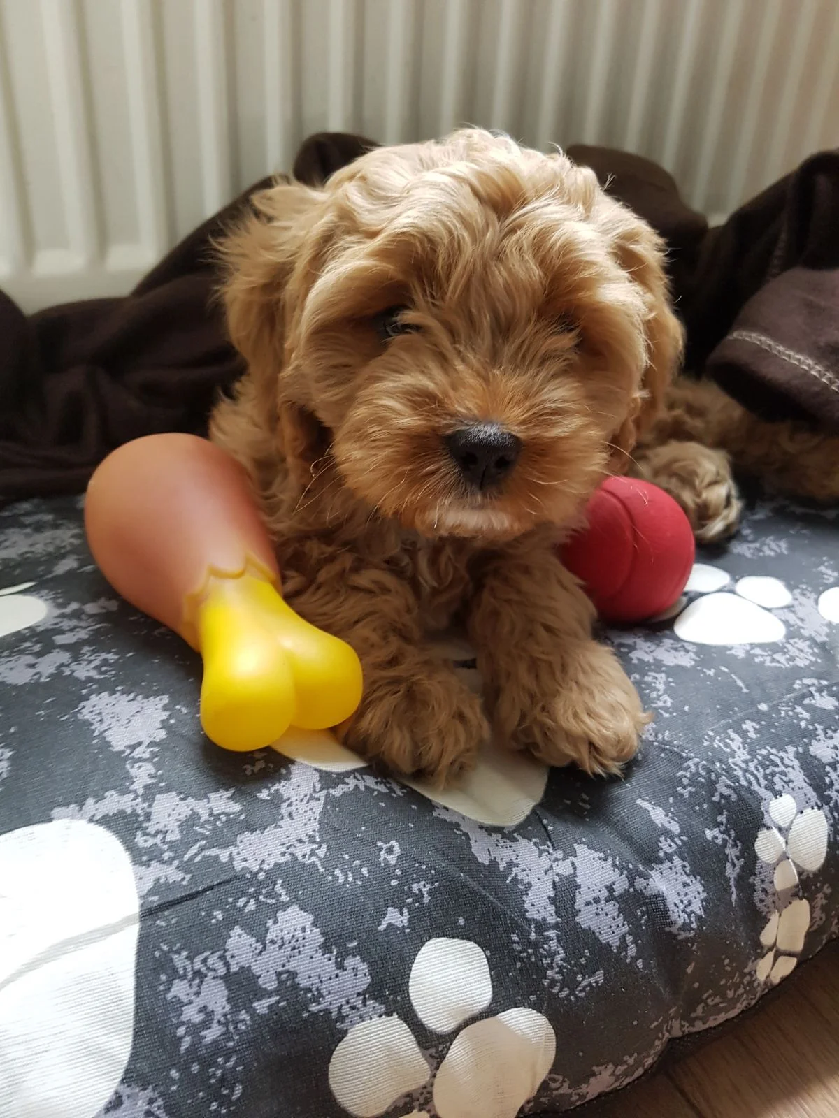 Uma decisão do cão!