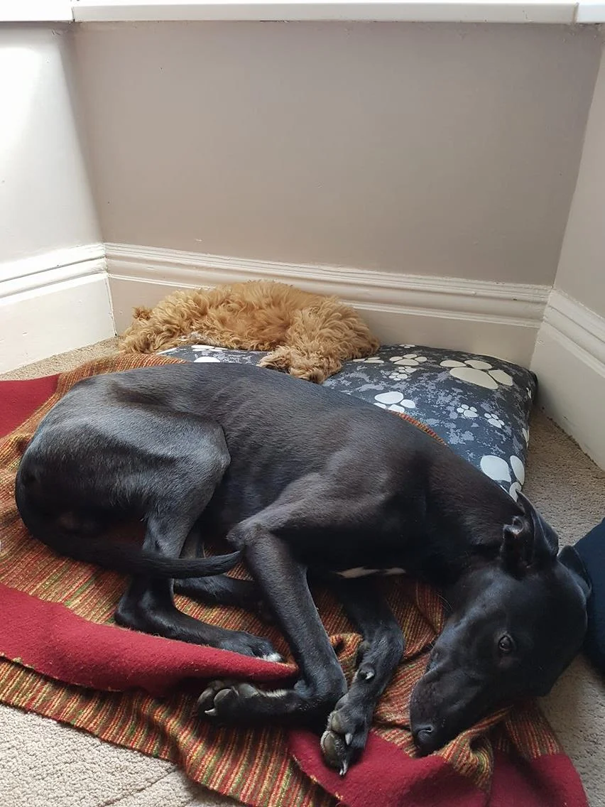 George e Winston cansados depois de disputarem muito a bolinha :)
