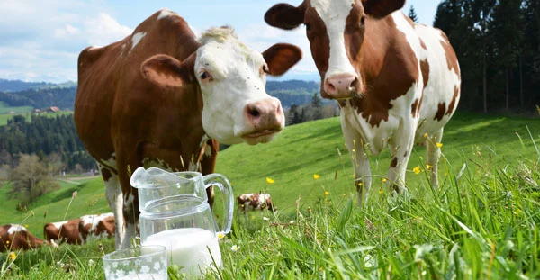 cows-milk-substitutes.jpg