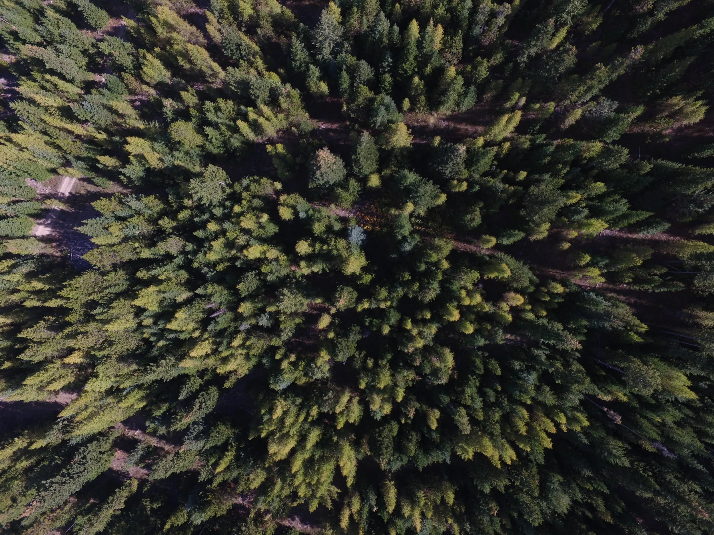 Above the Trees in Oregon