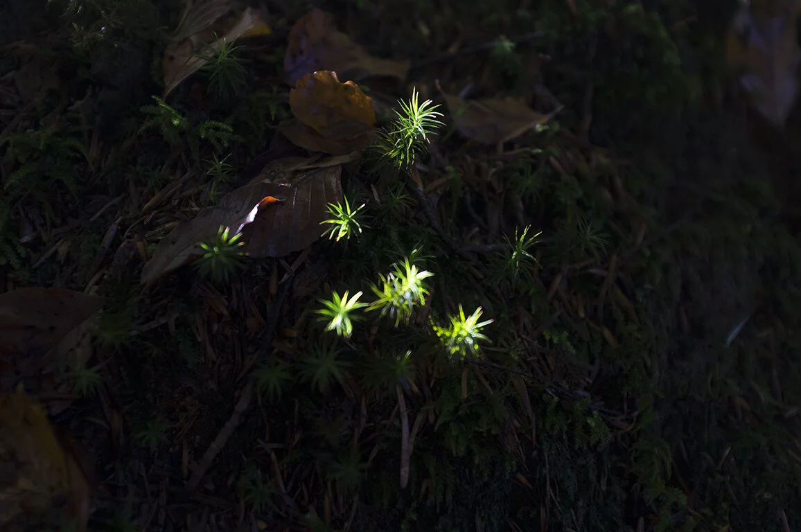 Waldlichter.jpg