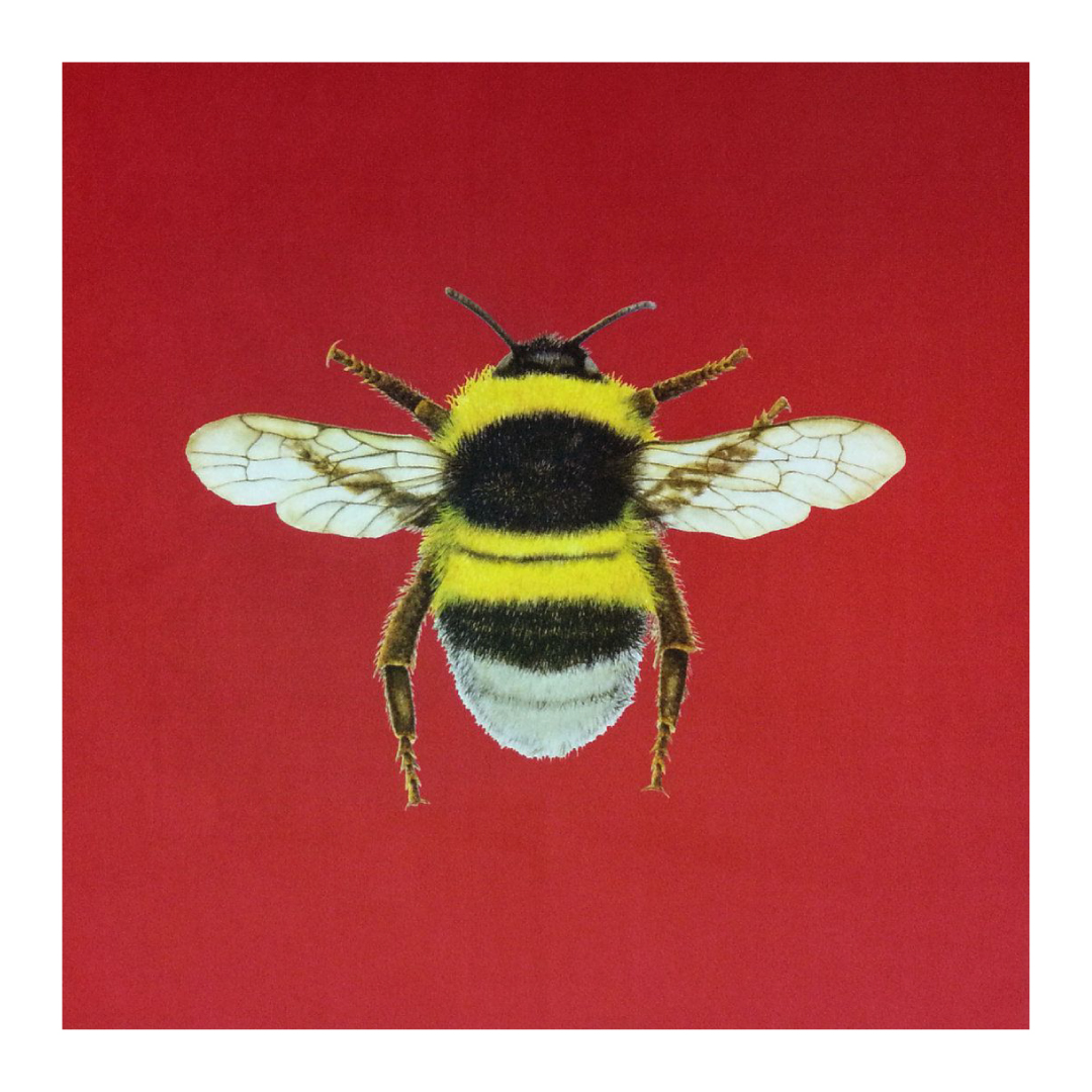 BUMBLEBEE STRAWBERRY VELVET.jpg