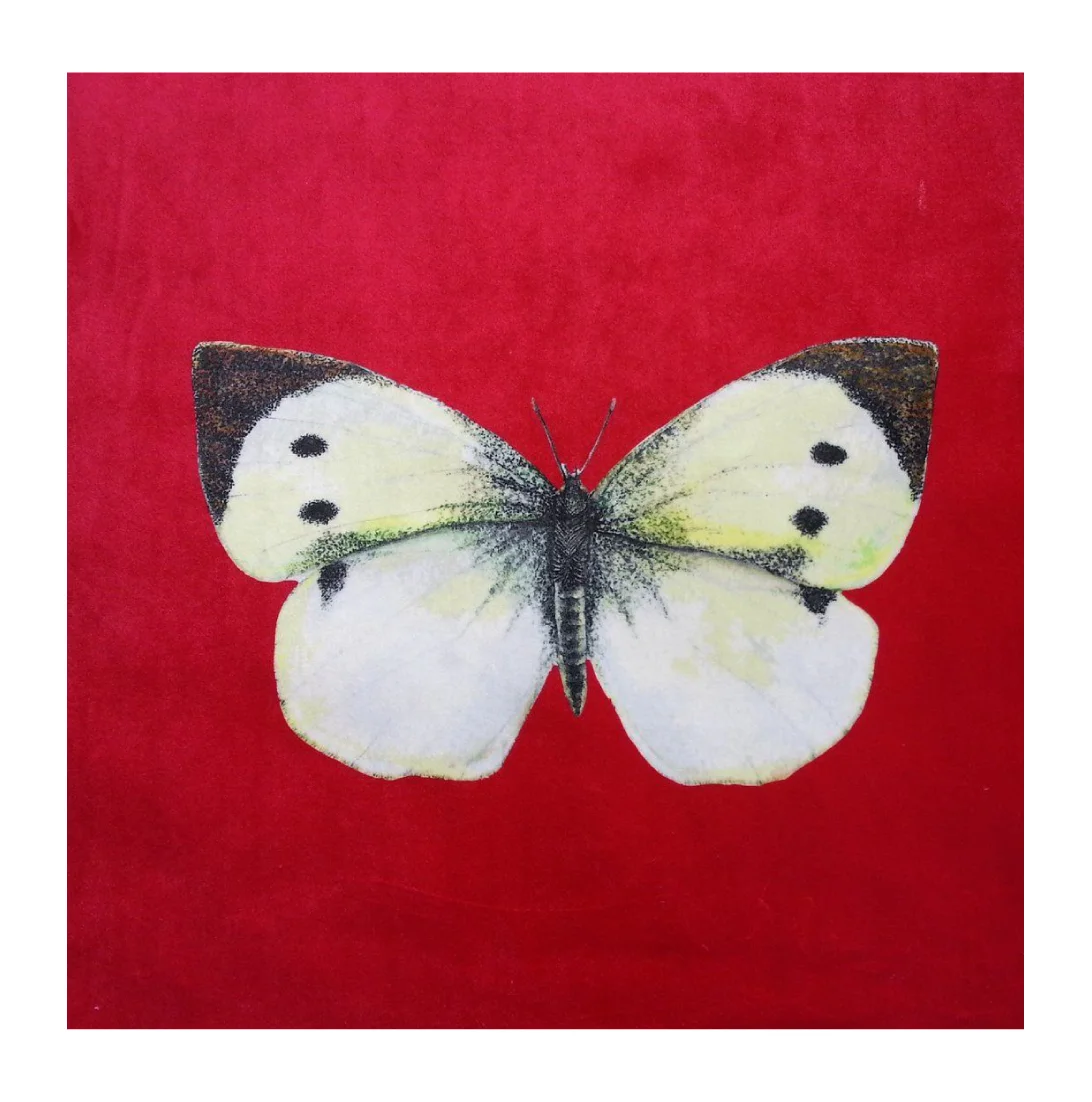 CABBAGE WHITE BRITISH BUTTERFUY STRAWBERRY VELVET.jpg
