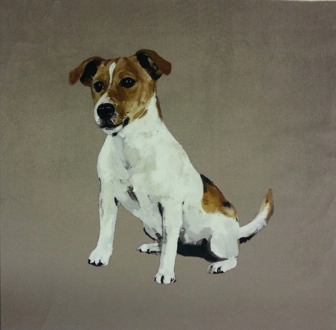 Jack Russell - Velvet
