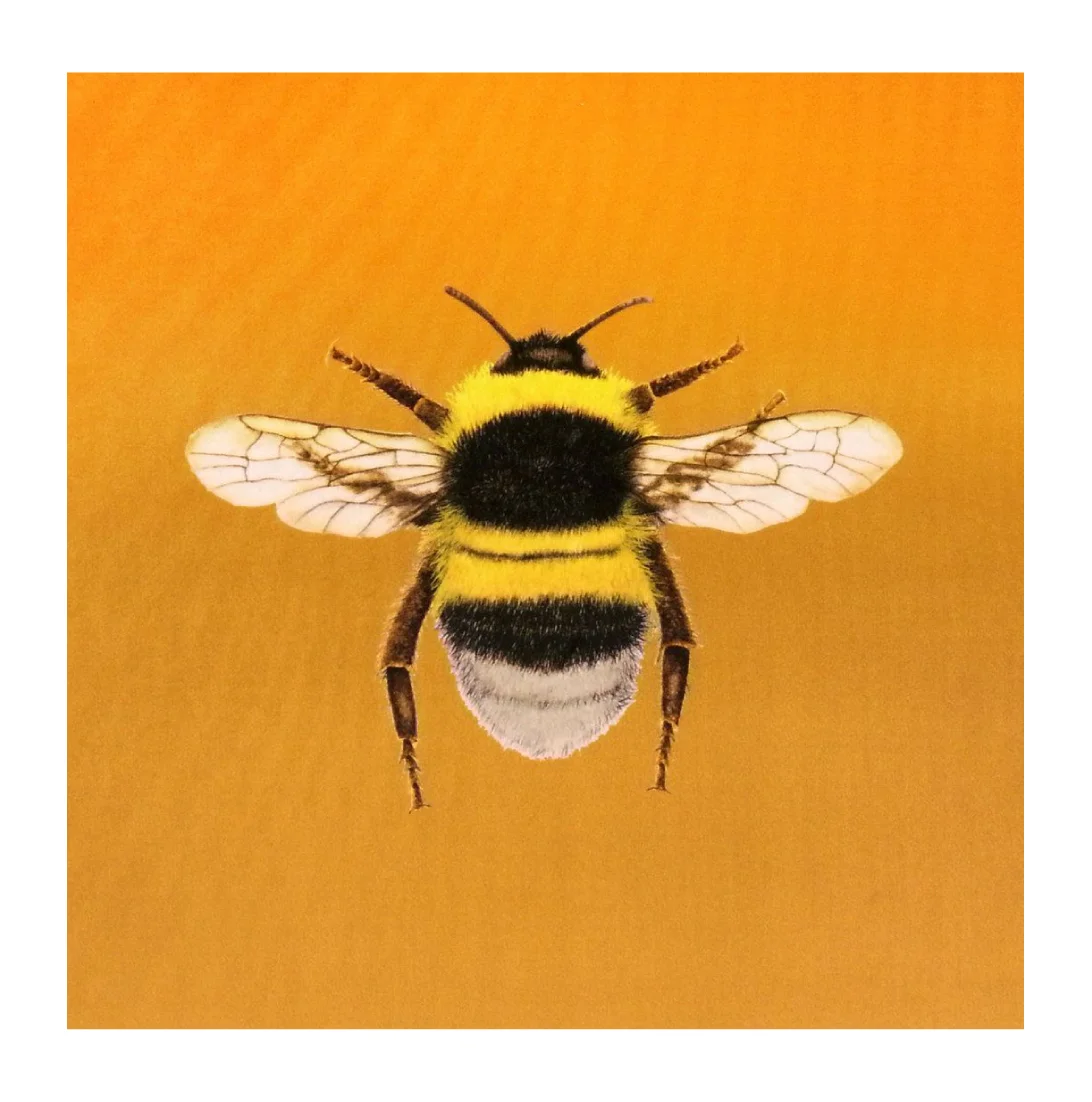BUMBLEBEE GOLD VELVET.jpg