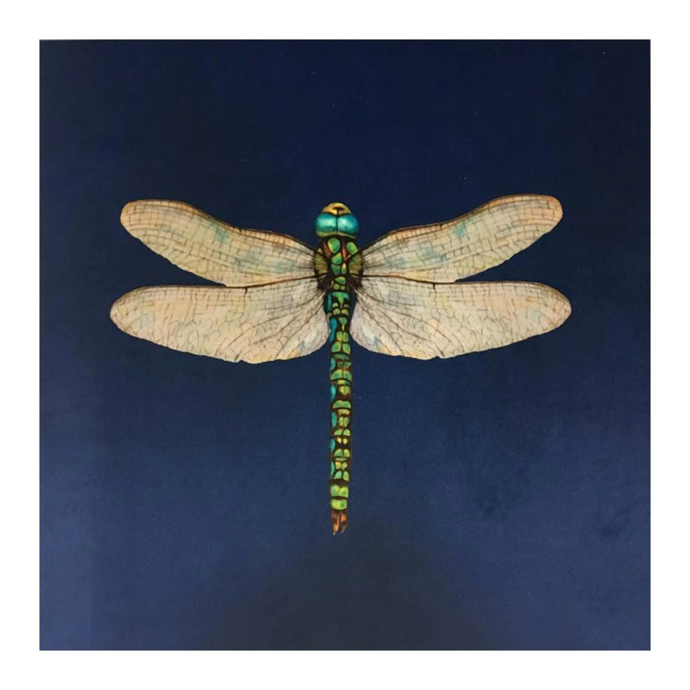 navy_velvet_dragonfly_pan165_2_NEW.jpg