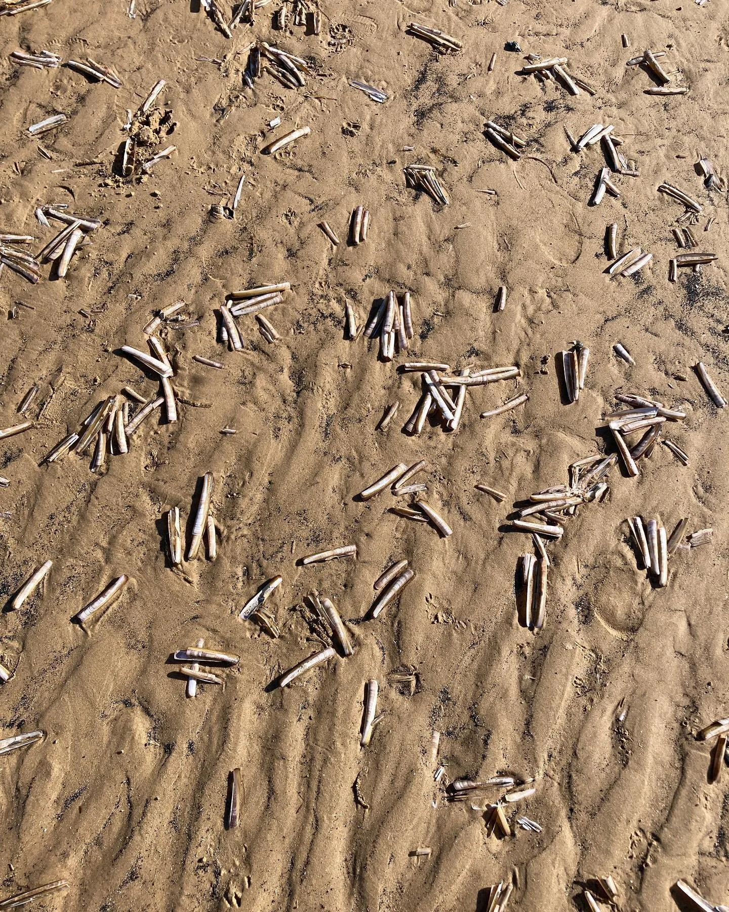 #photodrawing razorclams
#holkhambeach