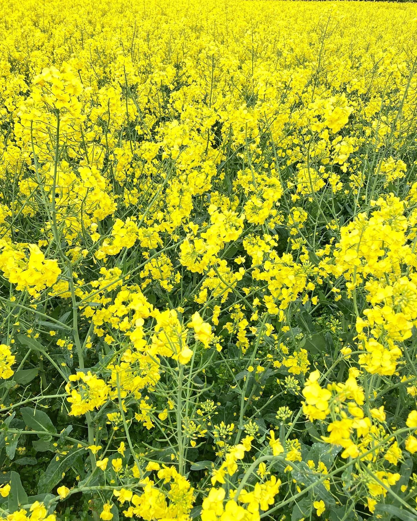 Mustard yellow photodrawing