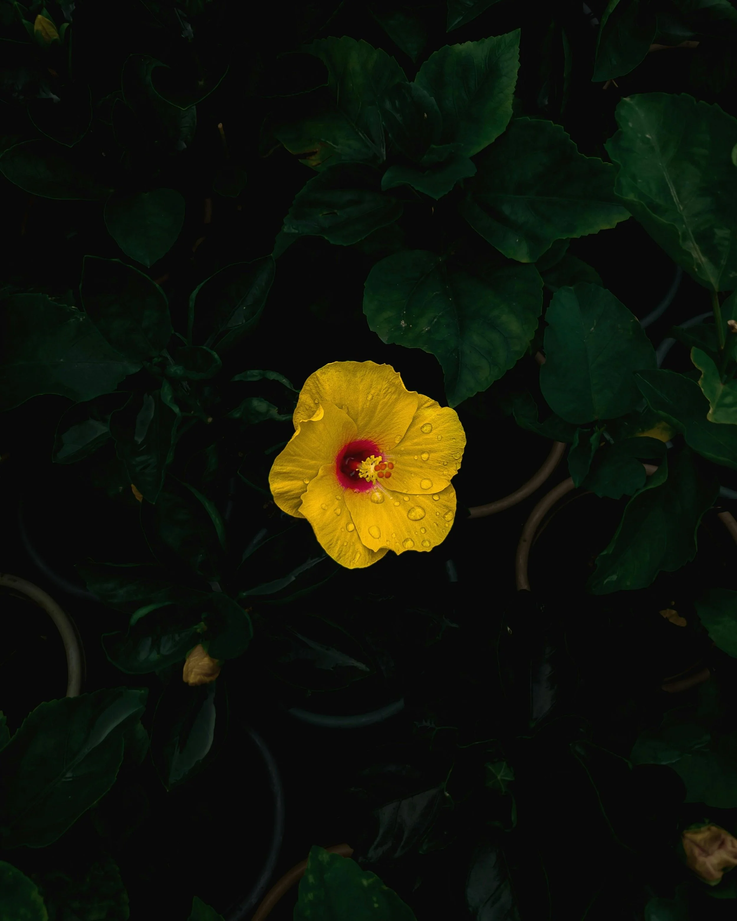 "Cultivating Pathways Together" - 2021 UTOPIA WA Lu'au 