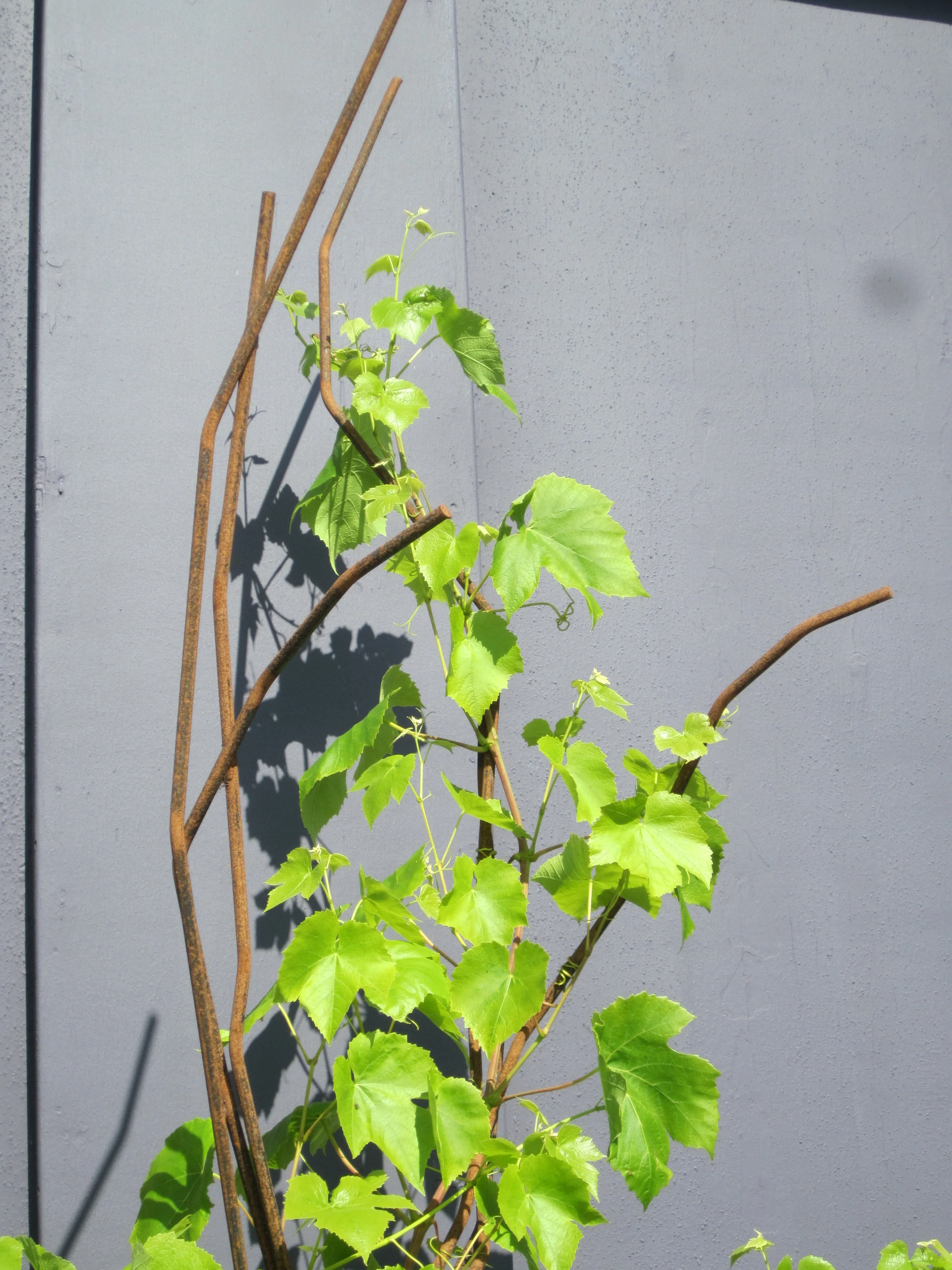 cali trip 2011 august 069.JPG