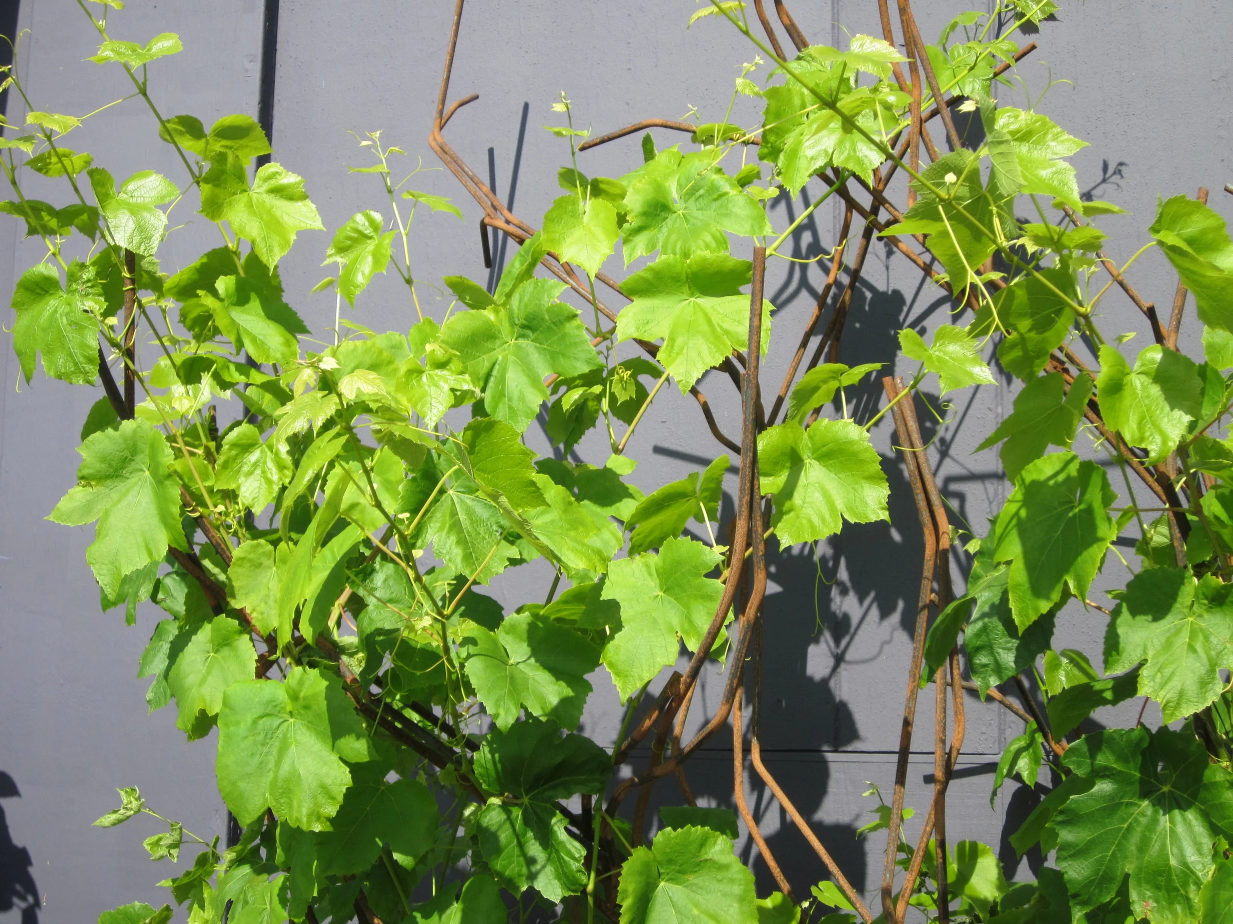 cali trip 2011 august 070.JPG