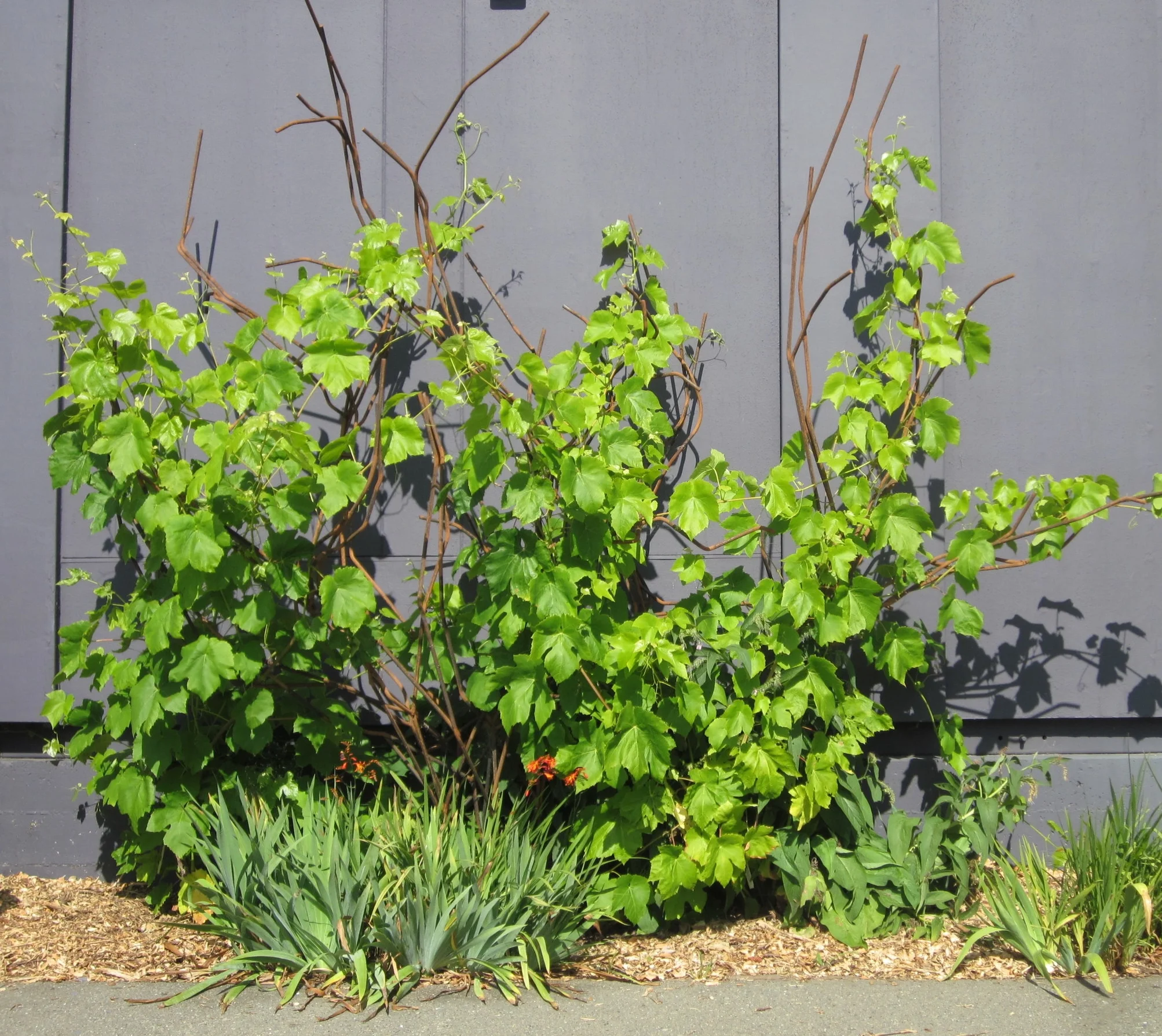 cali trip 2011 august 068.JPG