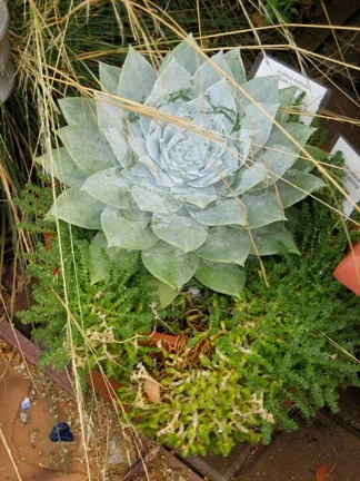 Dudleya+and+sedum.jpg