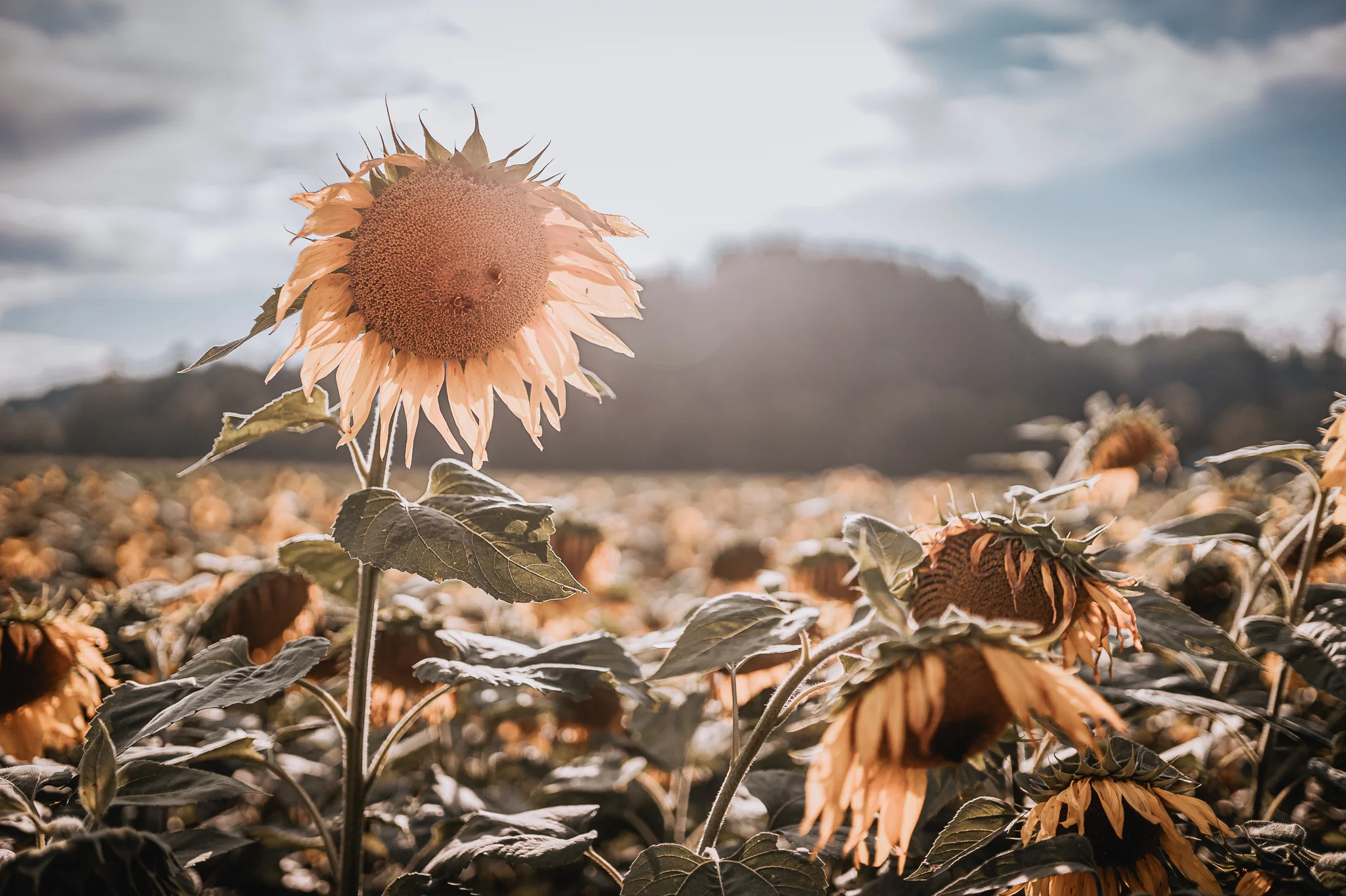 A7300509 (Social media).jpg